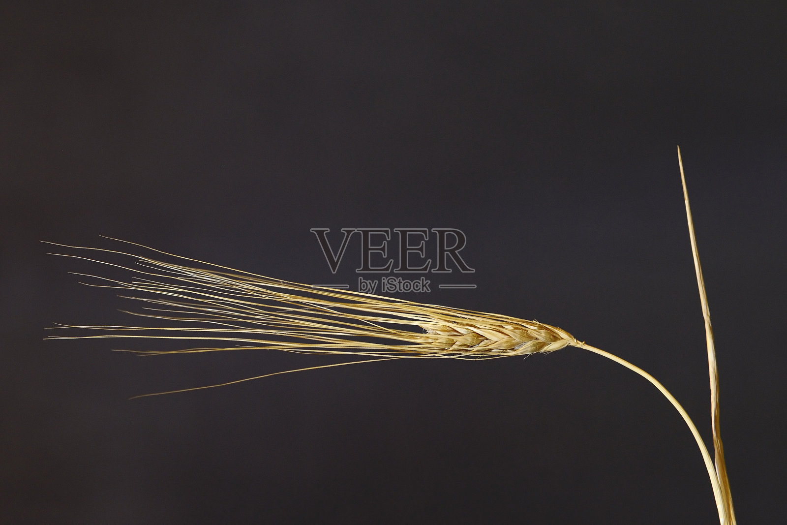 谷物是禾本科科植物，因其谷物而种植。照片摄影图片