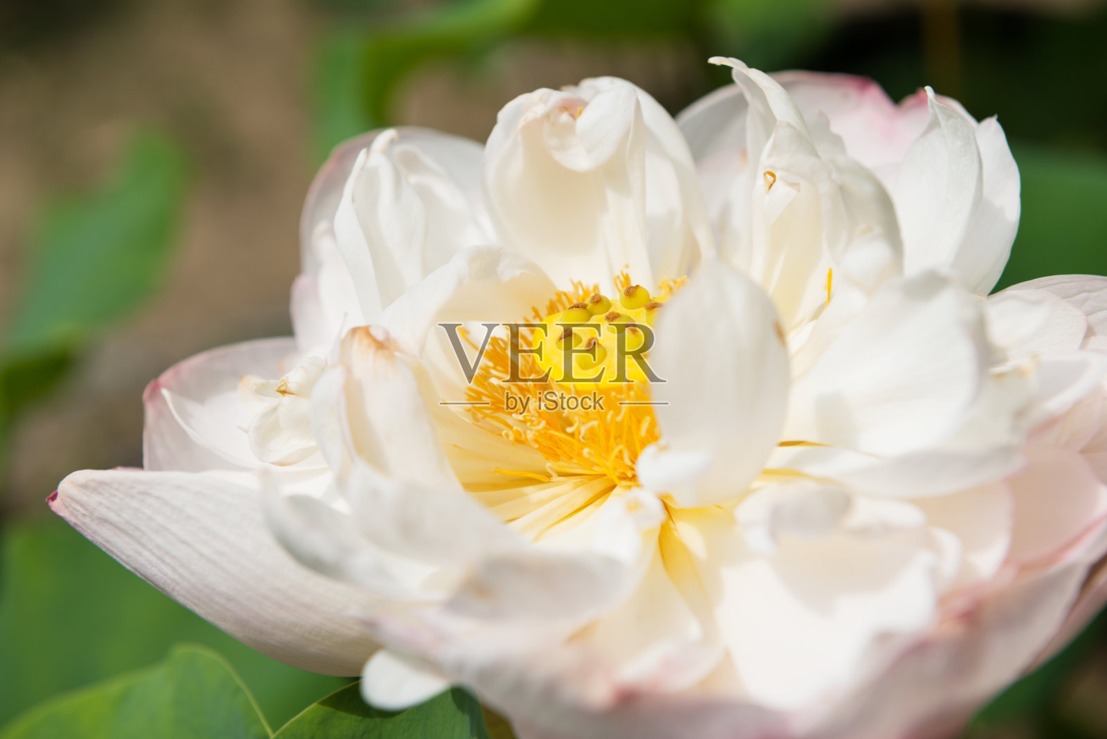 花照片摄影图片