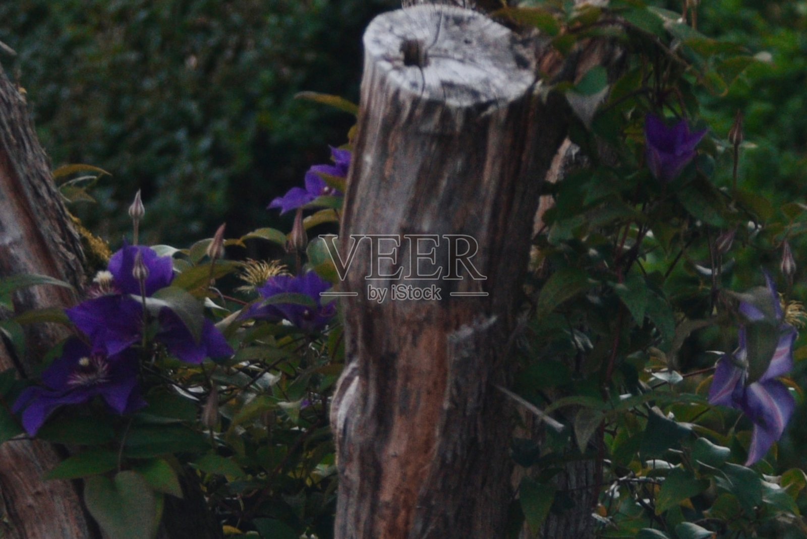 铁线莲围着树桩照片摄影图片