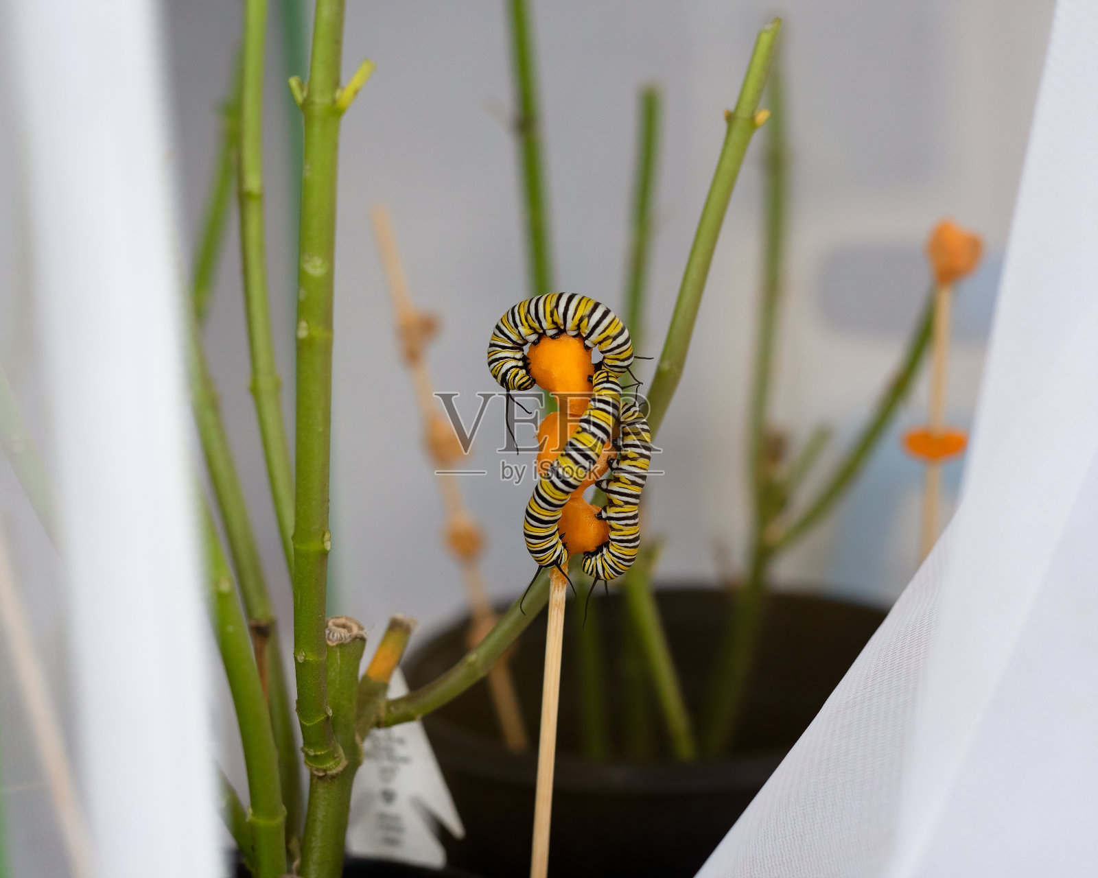 三只毛毛虫在吃南瓜照片摄影图片