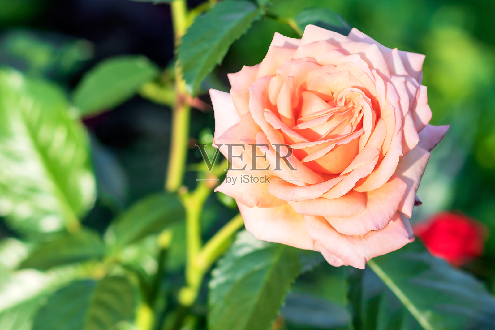 郁郁葱葱的奶油色玫瑰花蕾在花园里盛开。照片摄影图片