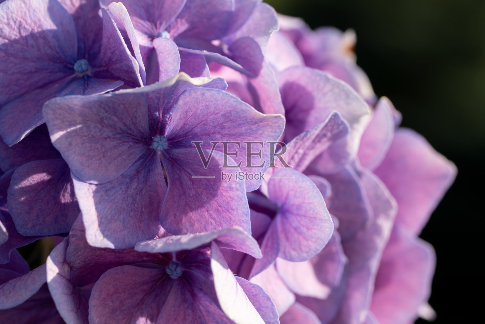 栀子花照片摄影图片