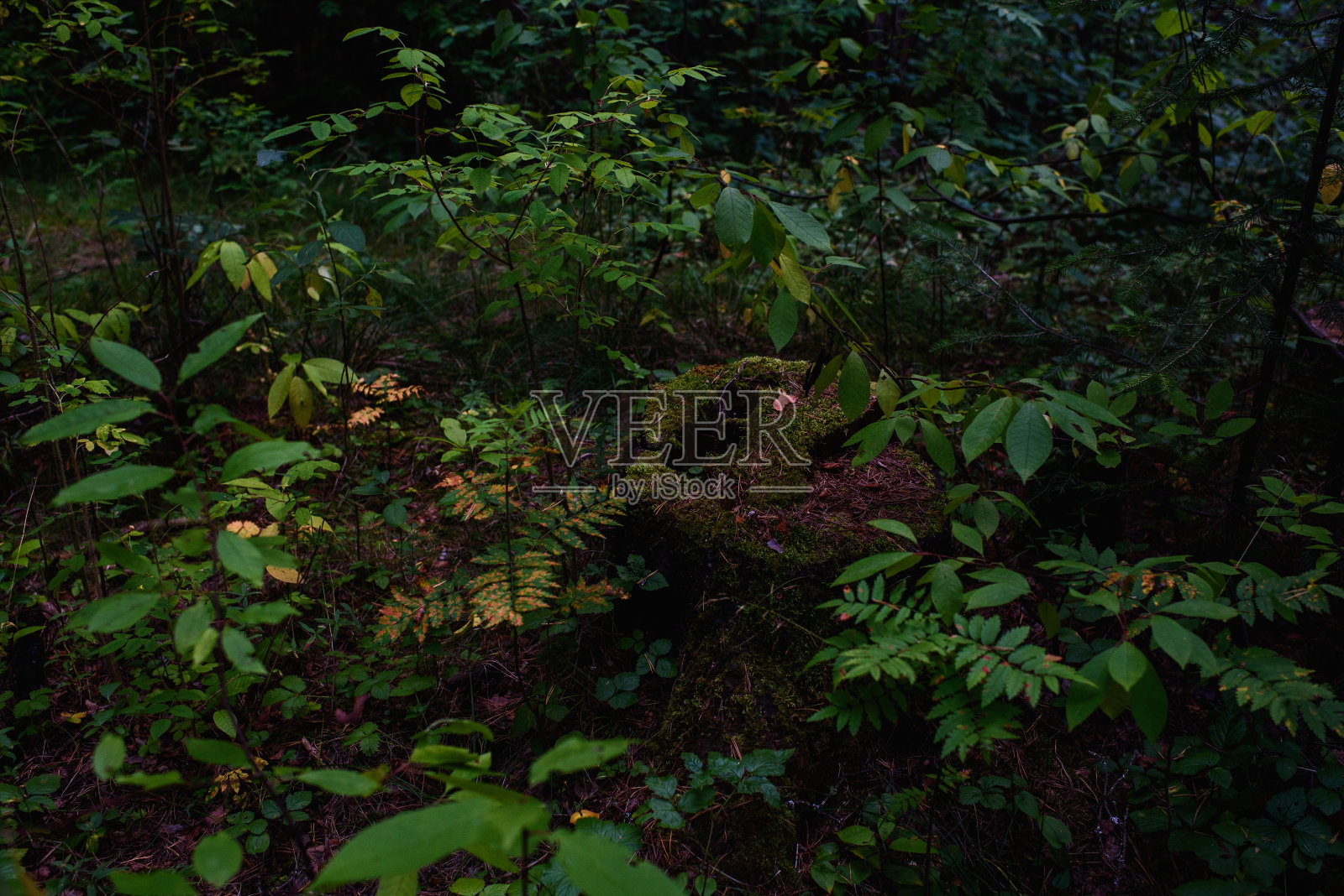 近景老长满苔藓和地衣腐烂的树桩。照片摄影图片