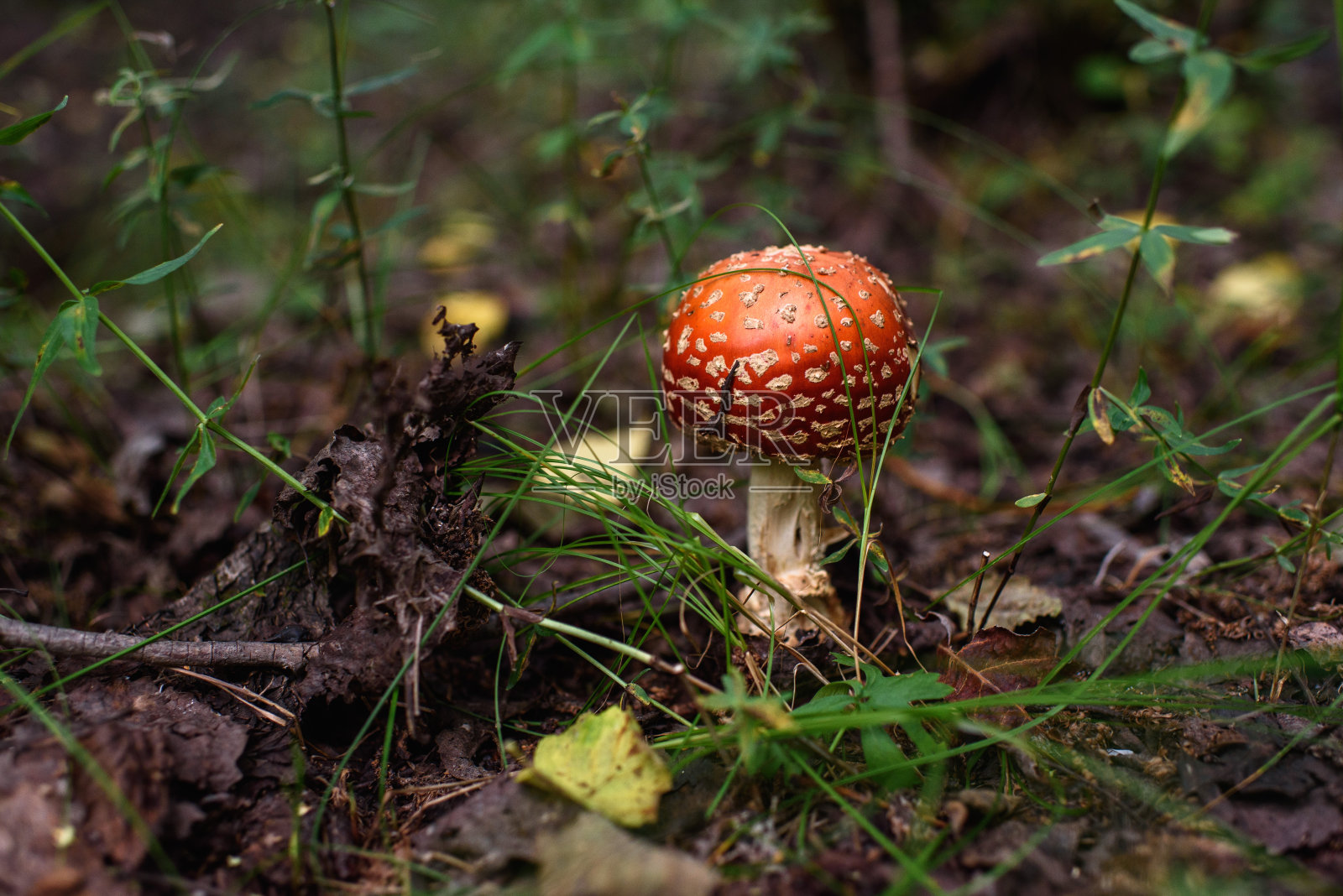 苍蝇木耳的特写照片摄影图片