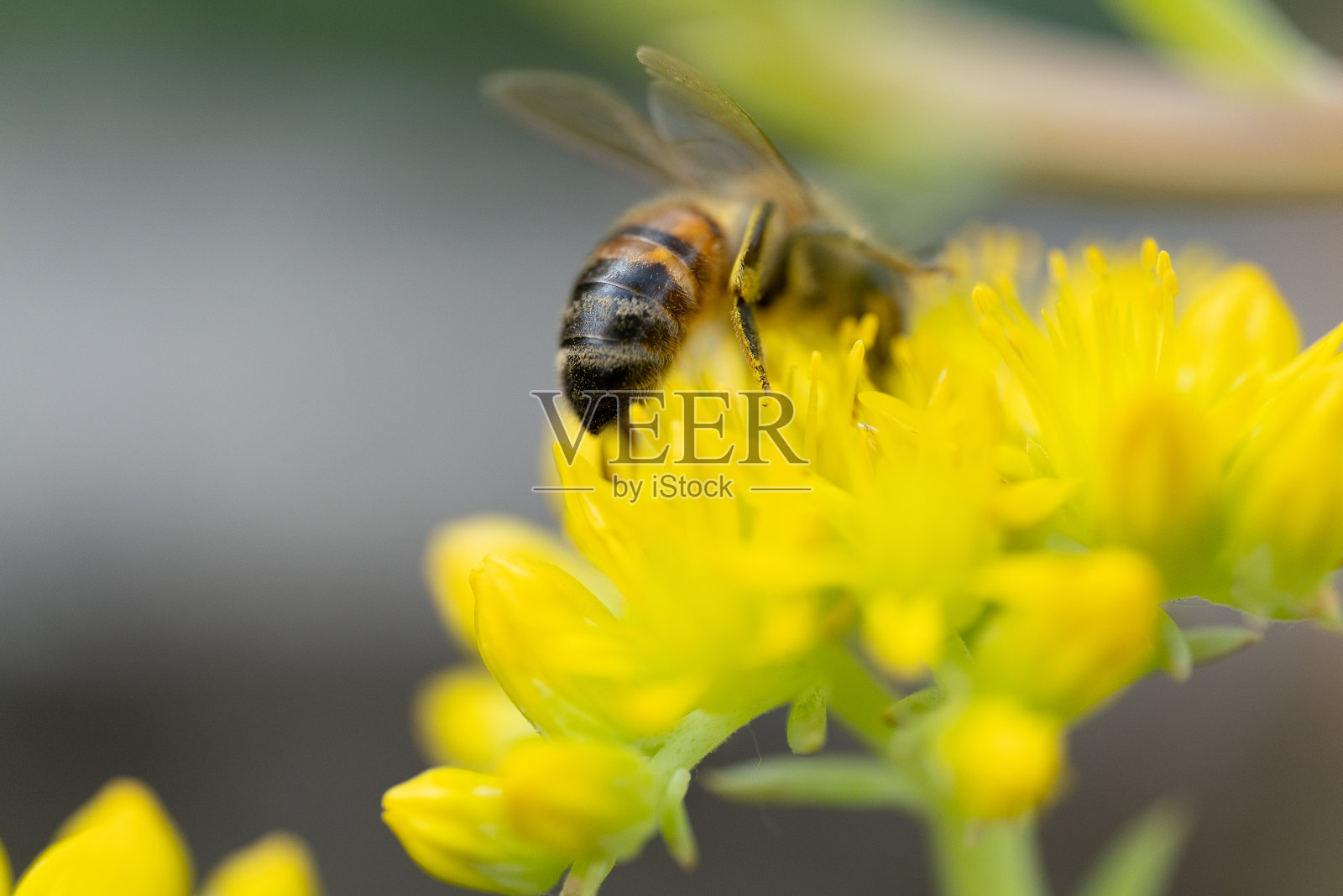 蜜蜂照片摄影图片