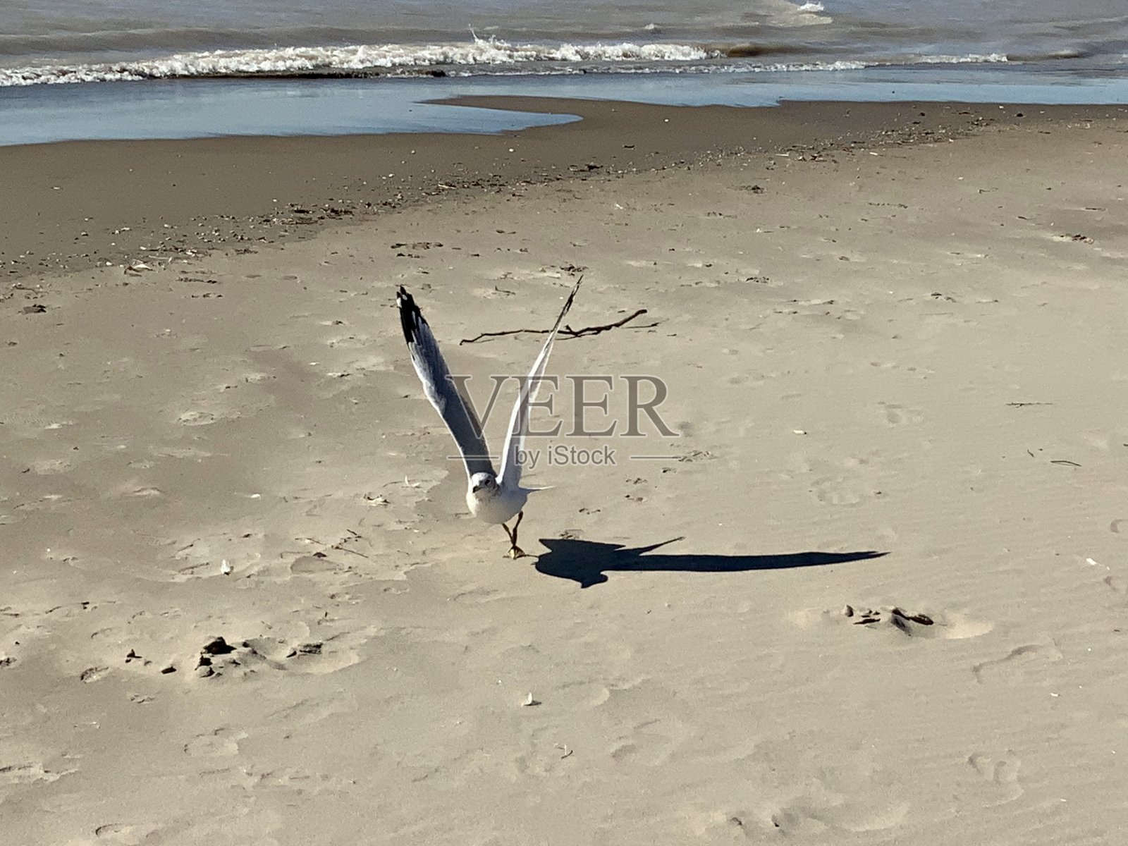 海鸥照片摄影图片