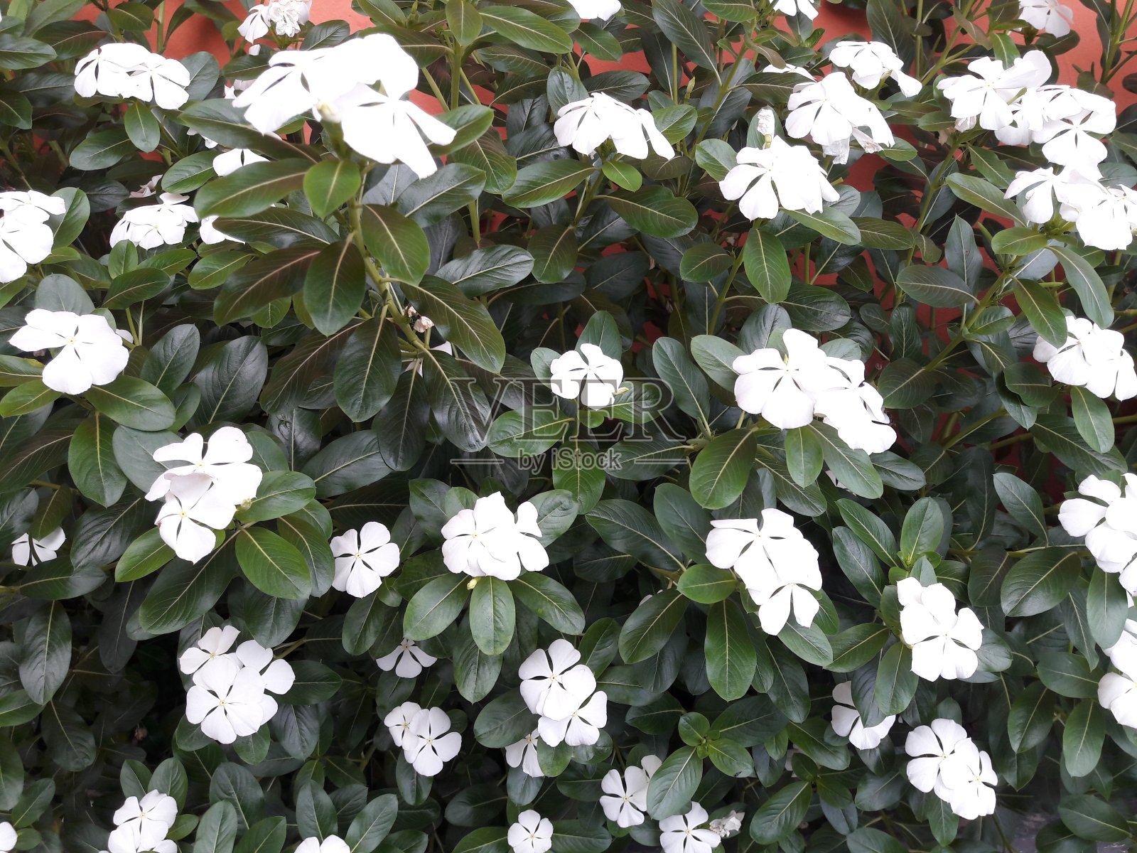 花儿在花园里盛开照片摄影图片