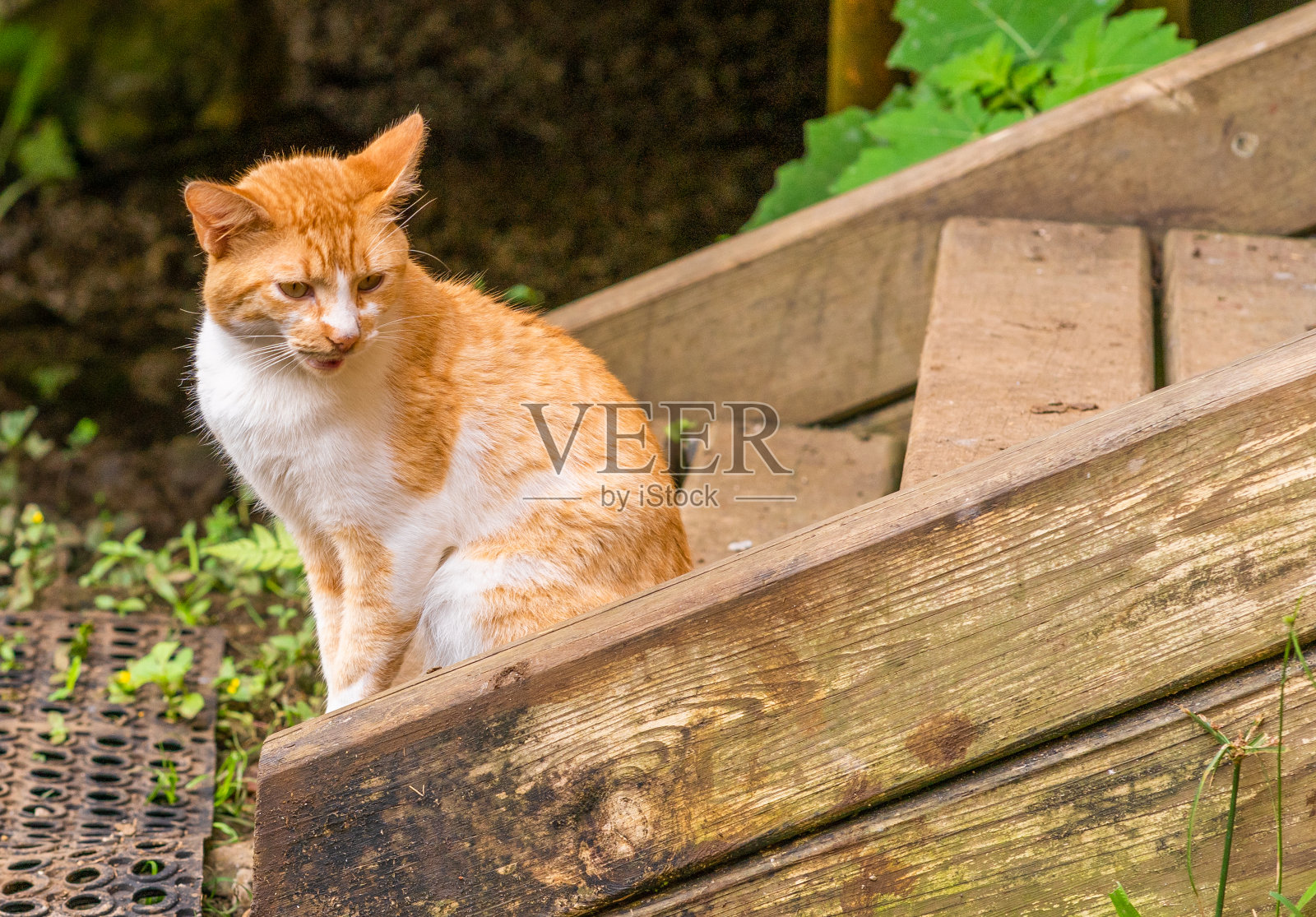 猫坐在木楼梯上照片摄影图片