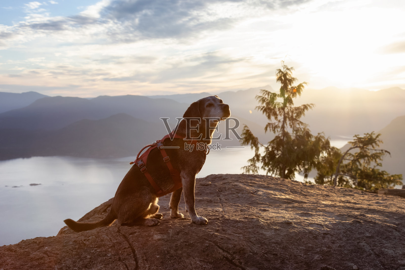 登上山顶的爱冒险的小狗照片摄影图片