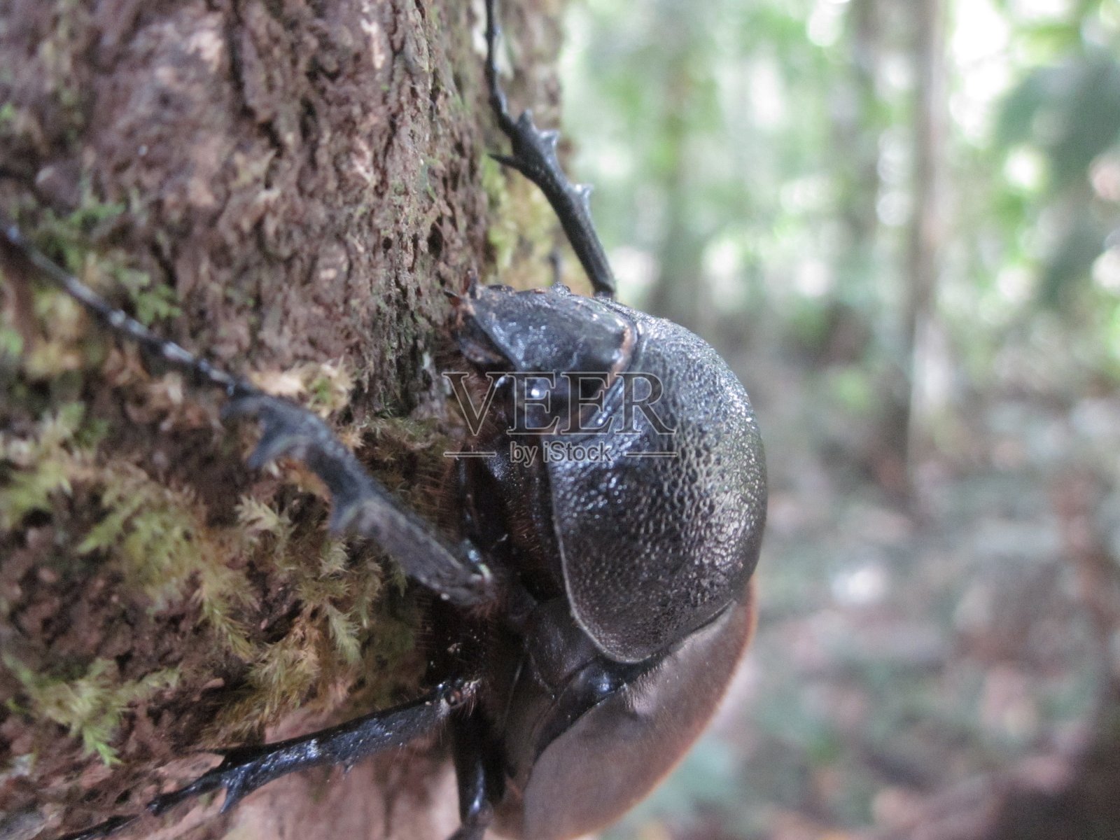 雌性犀牛甲虫照片摄影图片