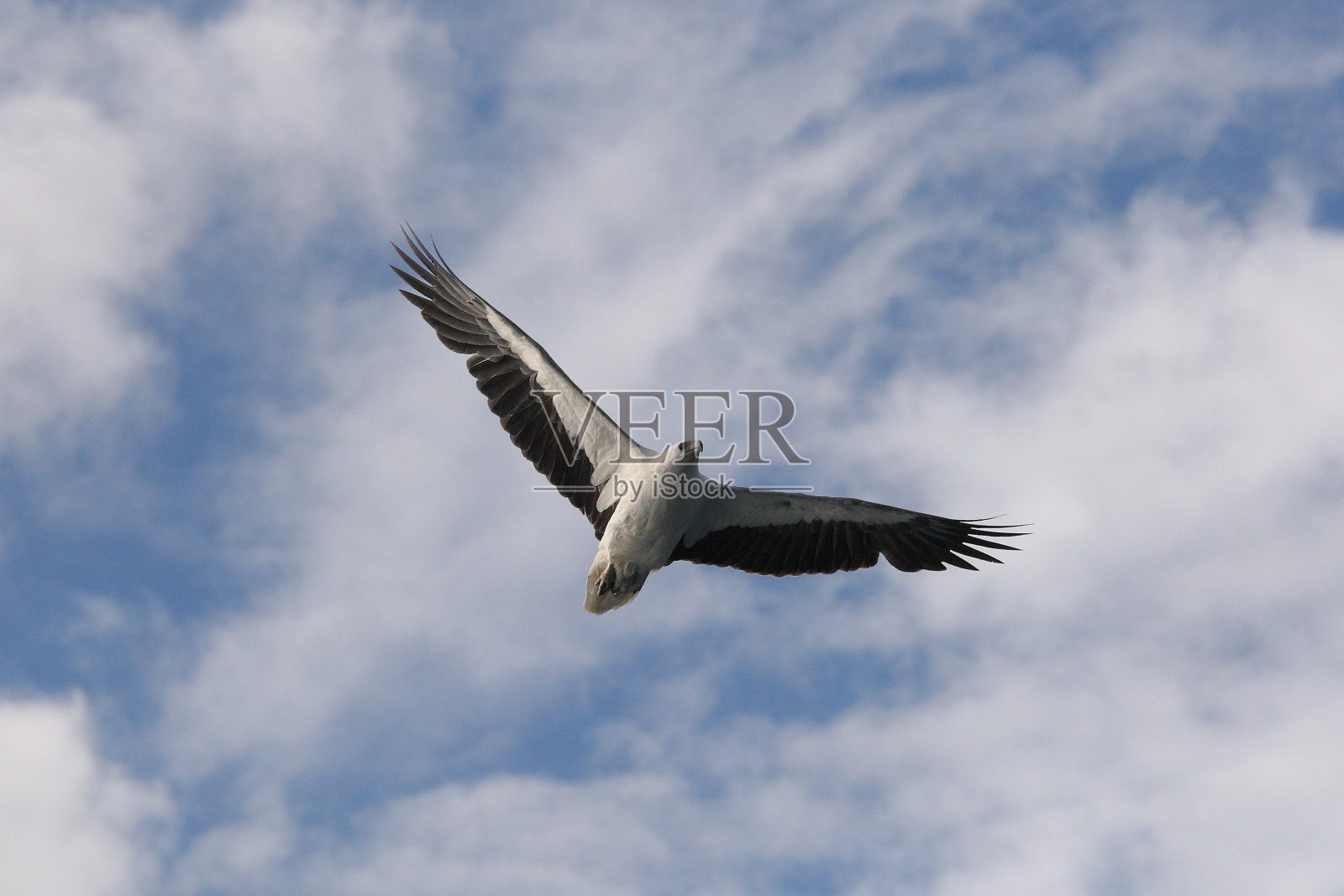 白腹海鹰或白胸海鹰，海鹰，尼普顿群岛，南澳大利亚照片摄影图片
