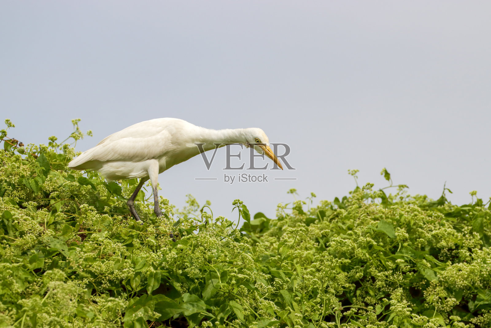 牛鹭行走觅食。照片摄影图片