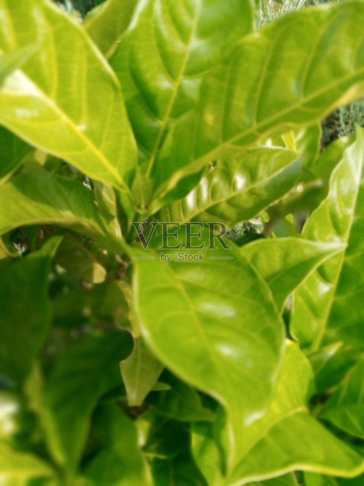 叶自然照片摄影图片