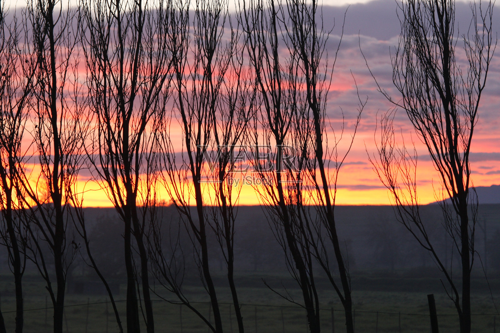 南非斯泰伦博斯，日出时乡间的树木照片摄影图片