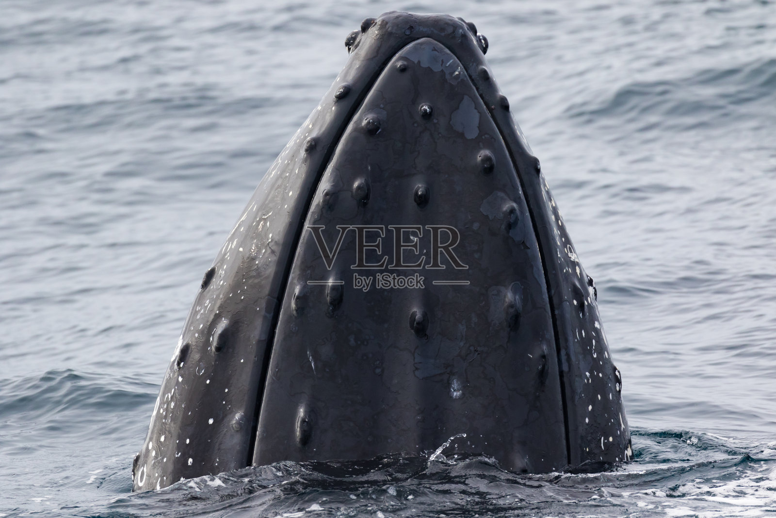 迁徙中的座头鲸照片摄影图片