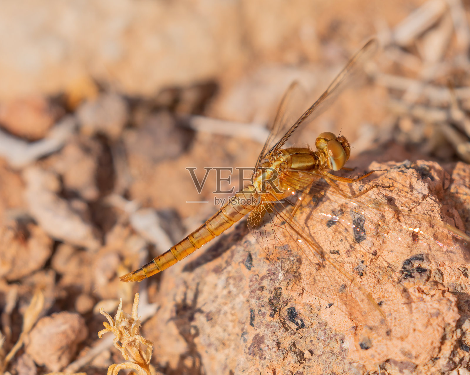 猩红色箭蜓照片摄影图片