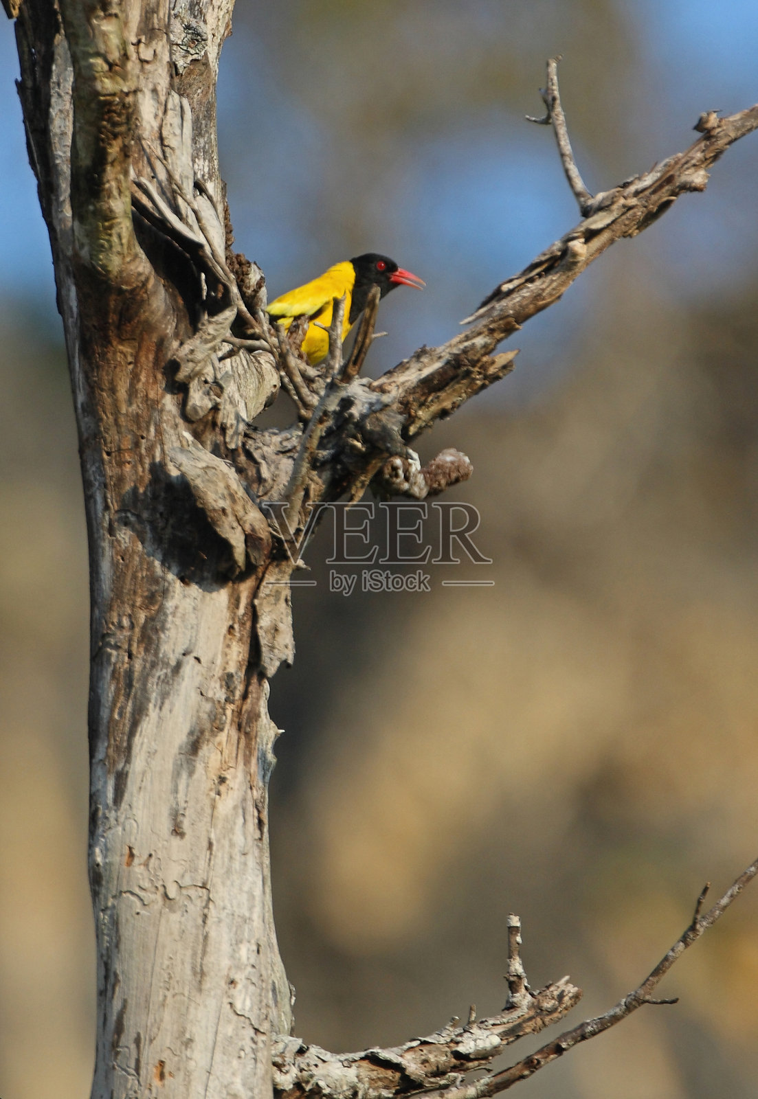 Black-hooded黄鹂照片摄影图片