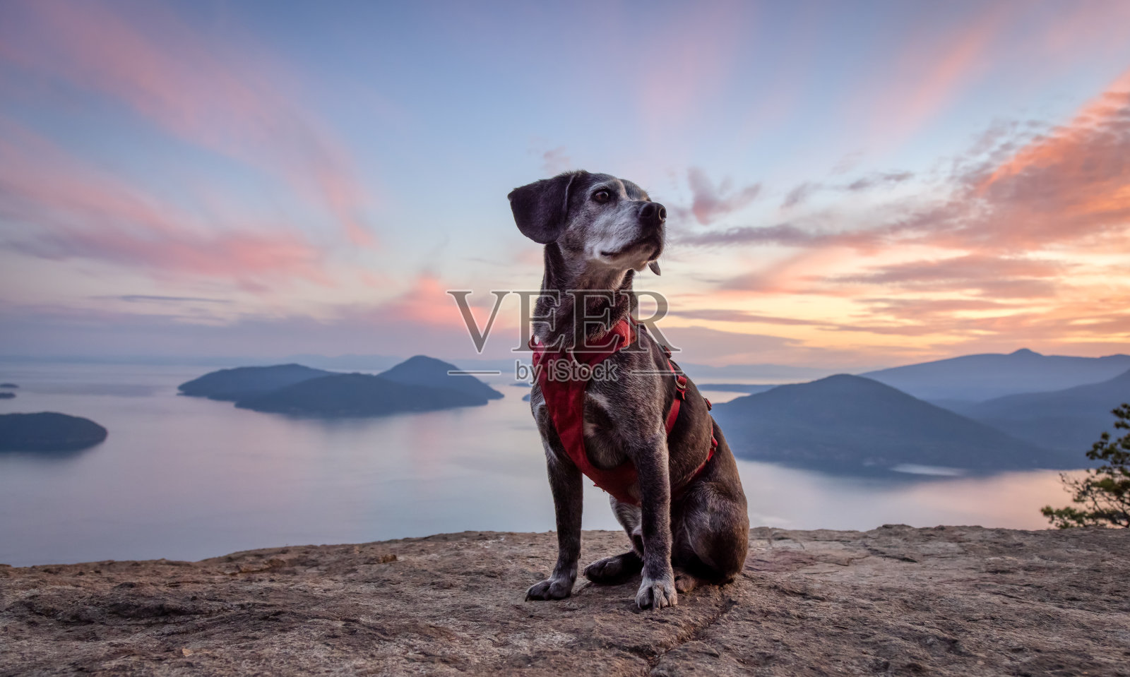 登上山顶的爱冒险的小狗照片摄影图片