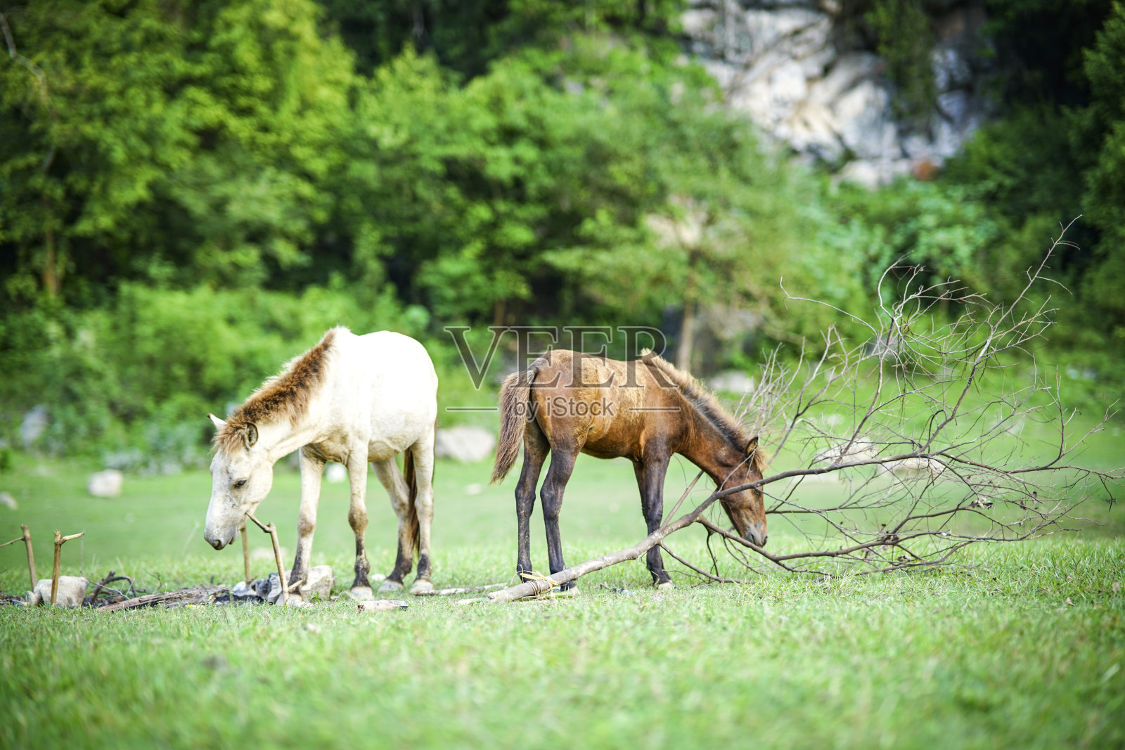 马在越南北部谅山省的东林草地上照片摄影图片