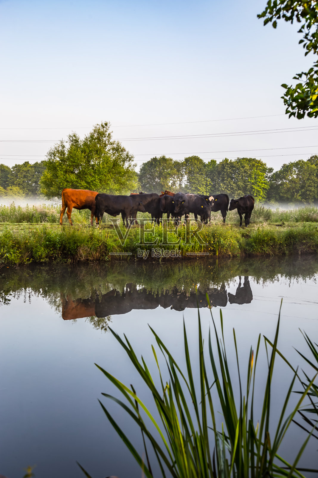 英国萨里郡的牛照片摄影图片