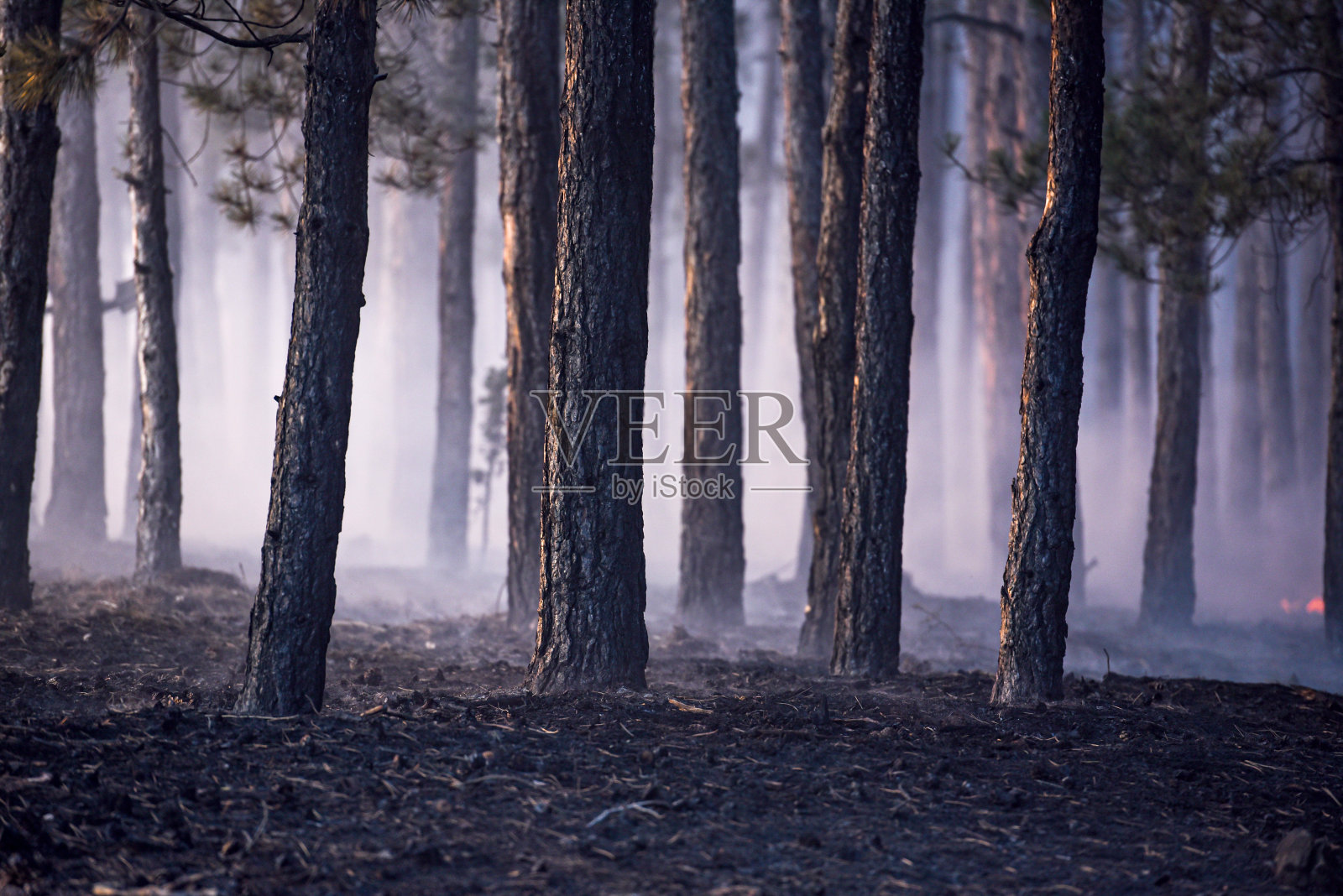 在森林大火中烧毁了森林照片摄影图片