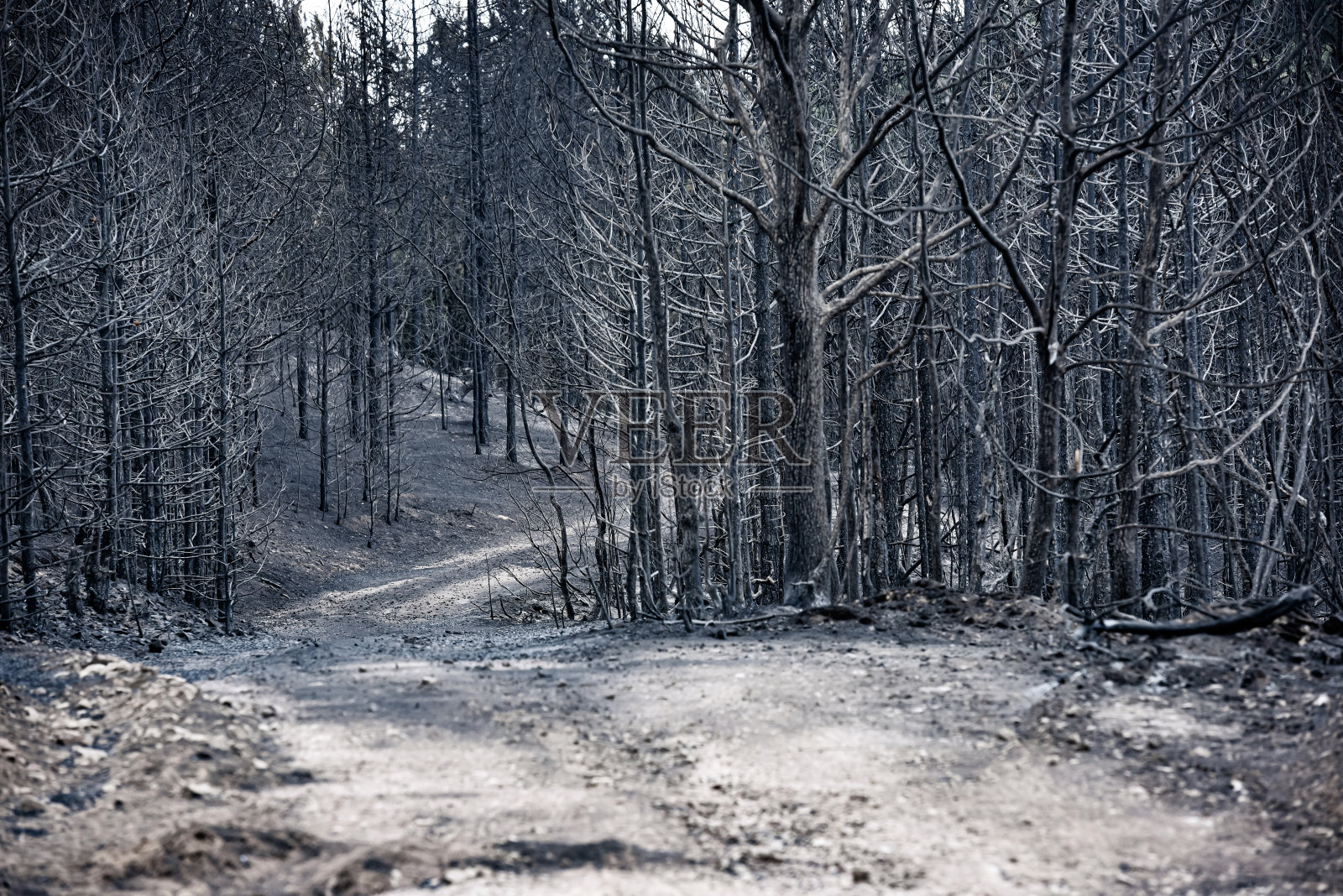 在森林大火中烧毁了森林照片摄影图片