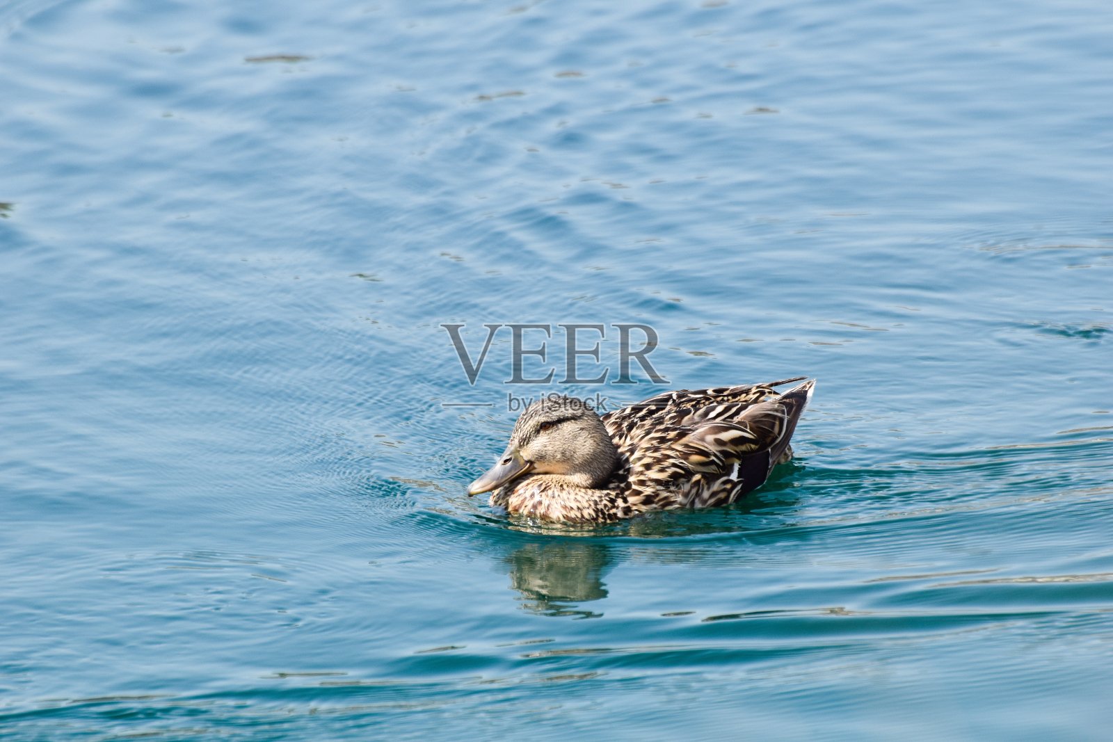 美国威格翁游过湖照片摄影图片