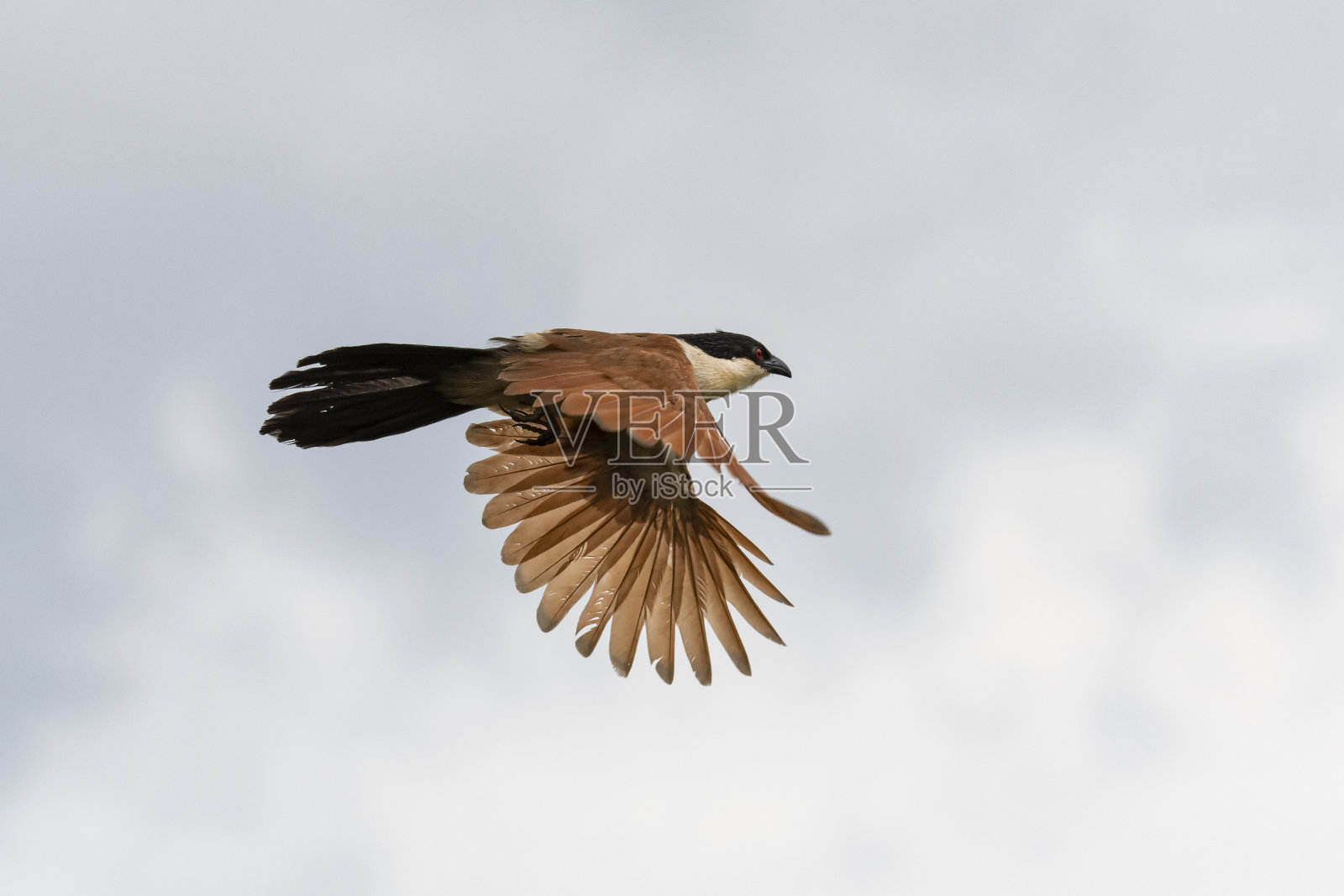 塞内加尔草蛉，野生动物拍摄，乌干达照片摄影图片