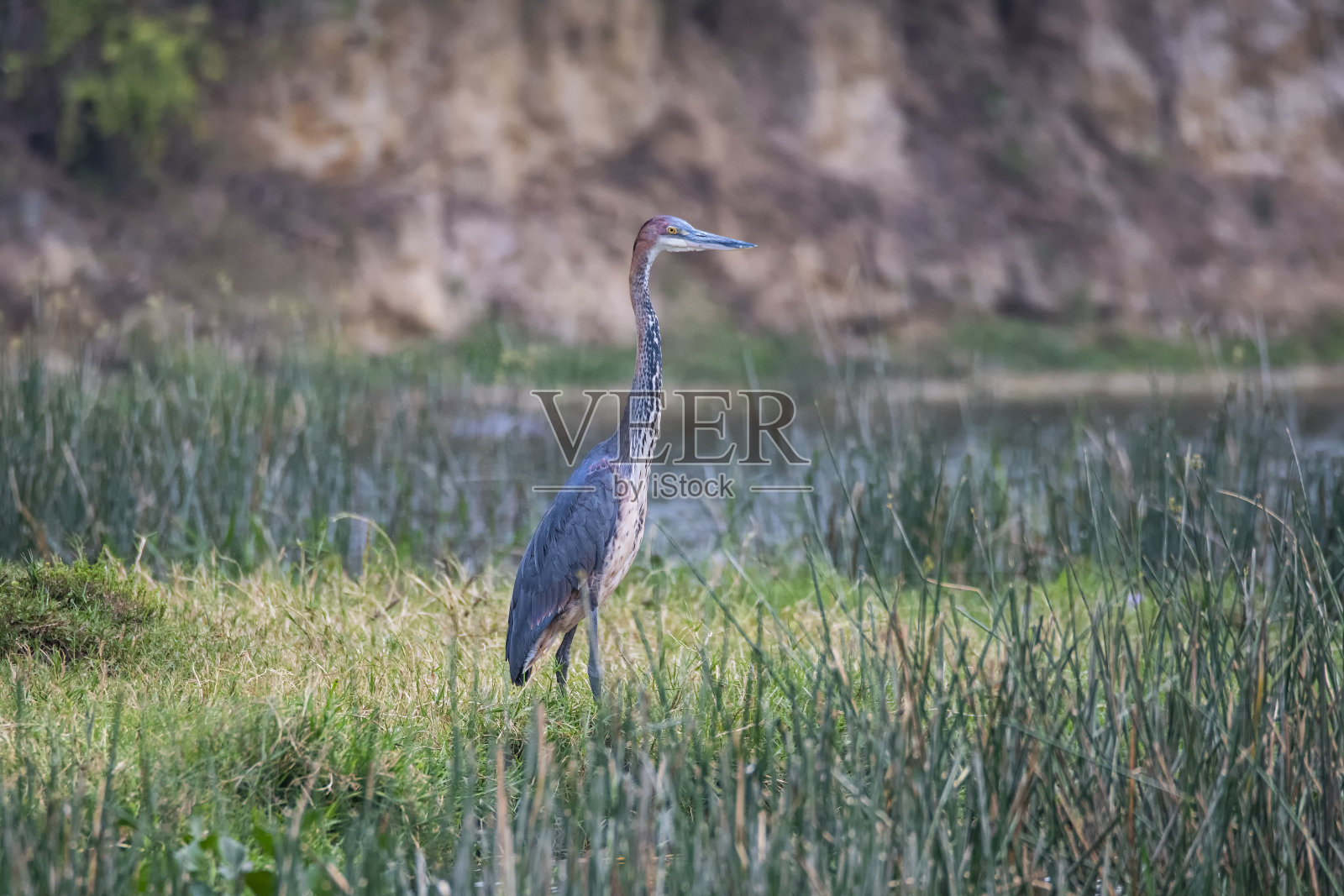 歌利亚鹭(Ardea Goliath)，野生动物拍摄，乌干达照片摄影图片