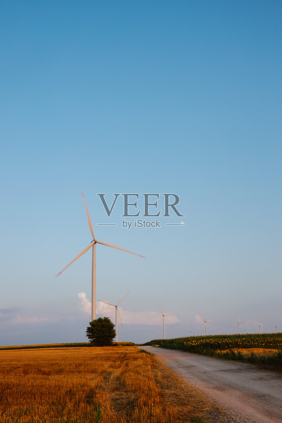 有风力涡轮机的绿色田野照片摄影图片