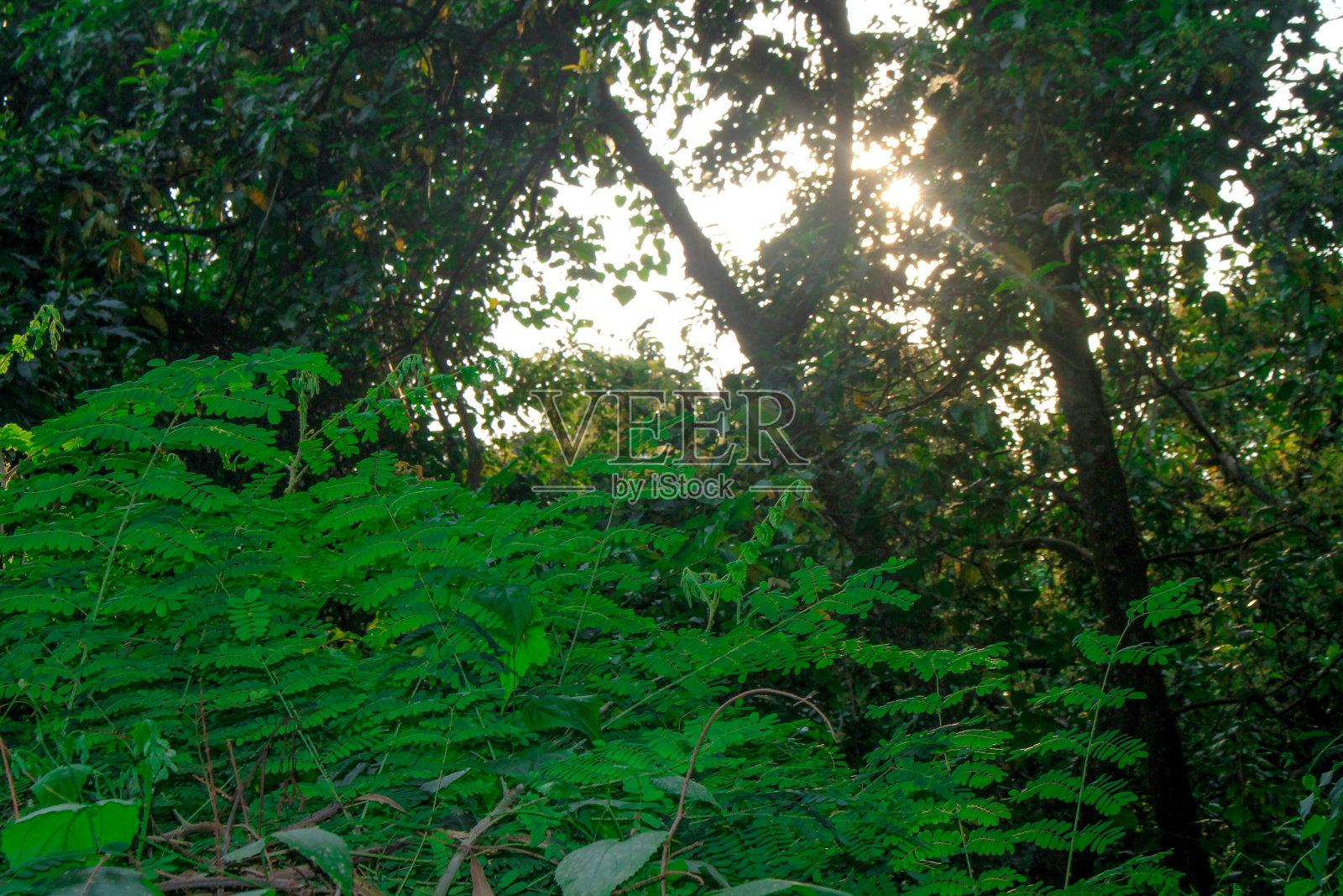 阳光穿过树林照片摄影图片