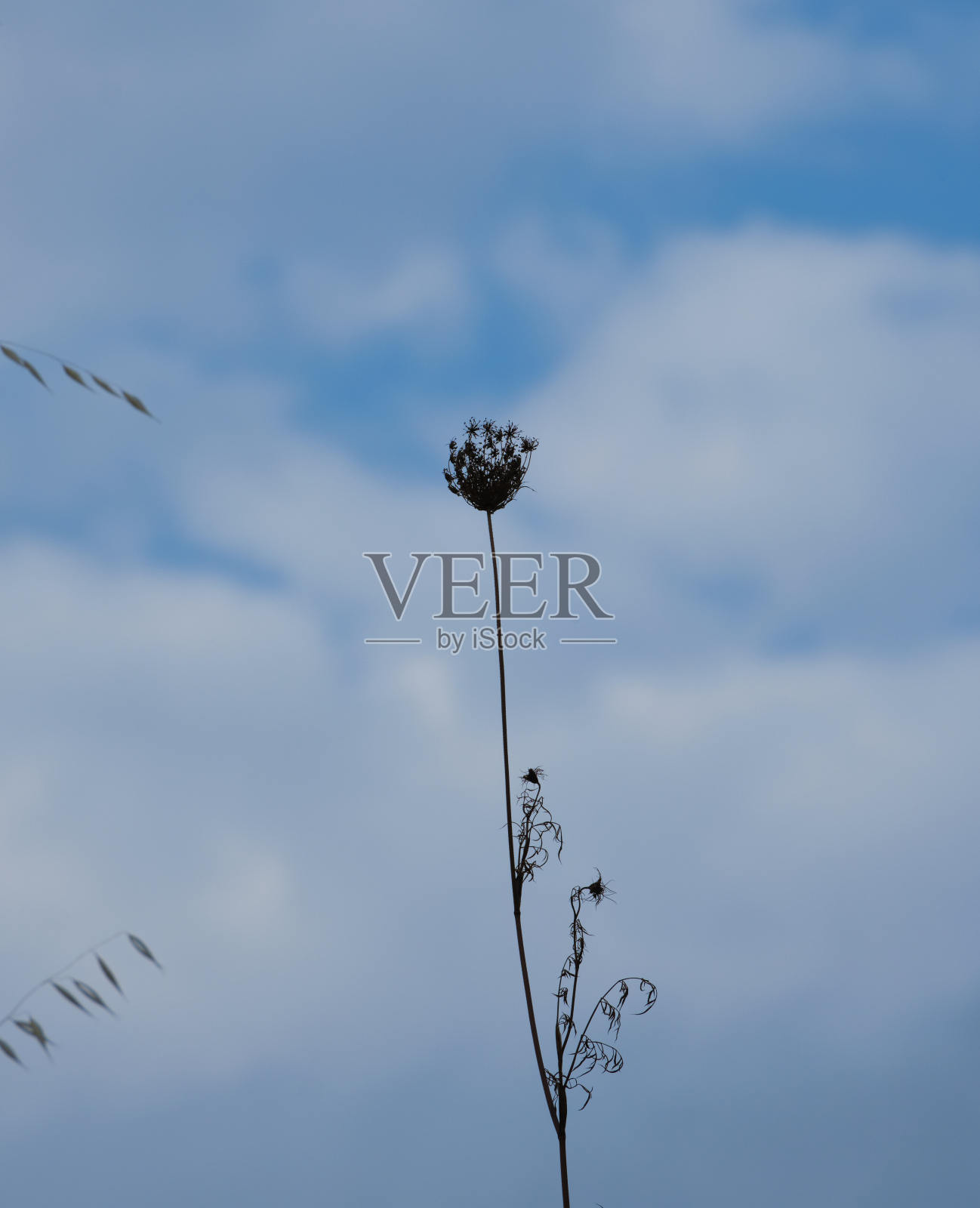 天空中的植物照片摄影图片