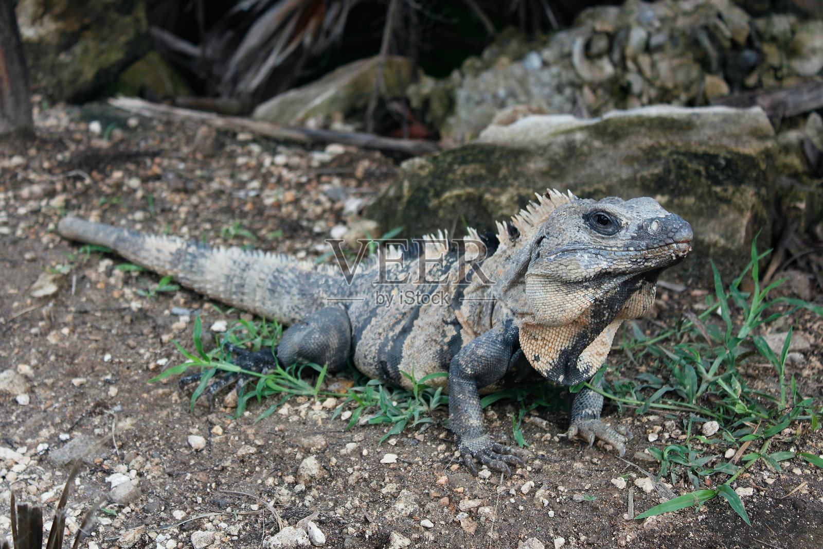 绿色鬣蜥，一种生活在墨西哥奇琴伊察的野生爬行动物照片摄影图片