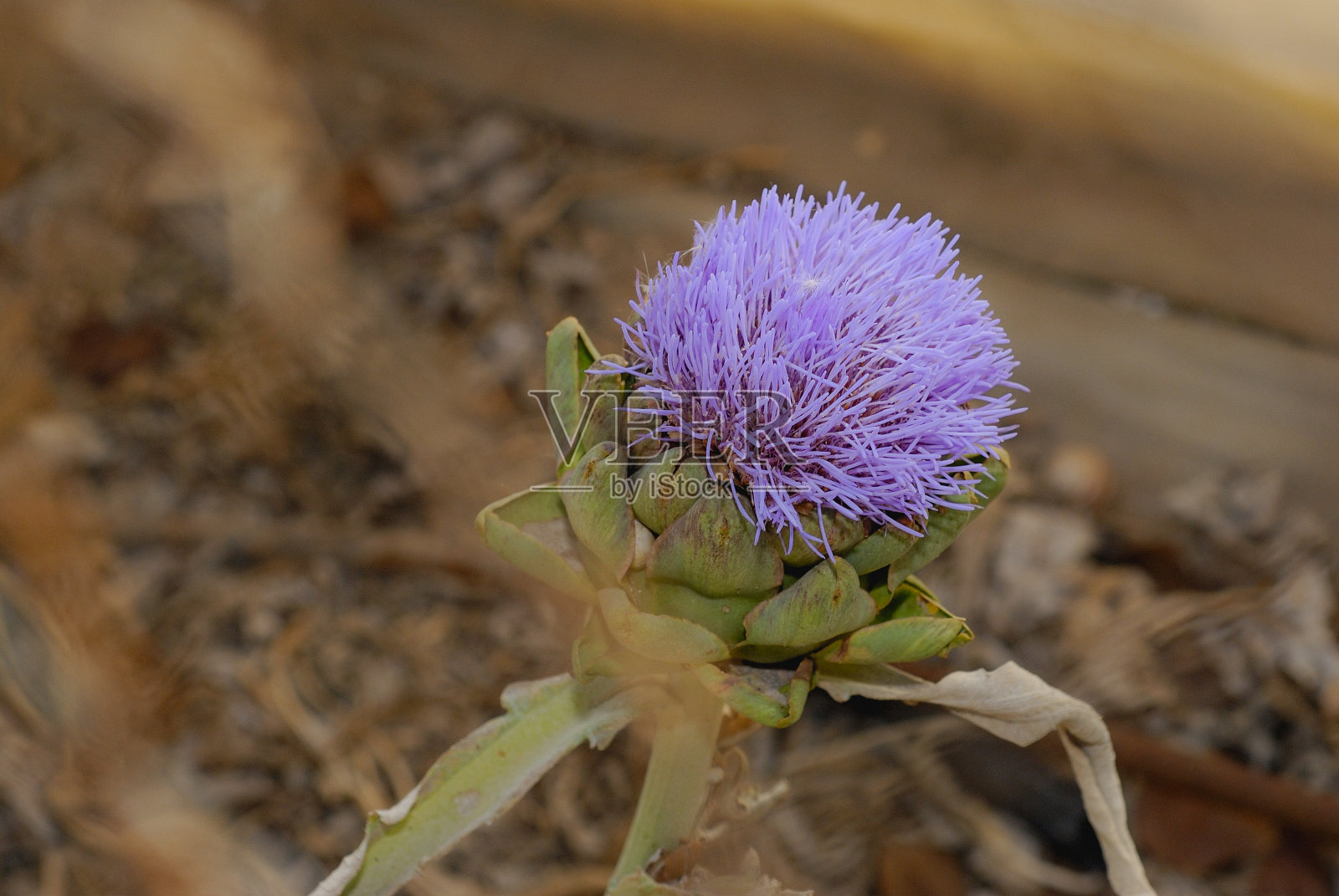 蓟花照片摄影图片