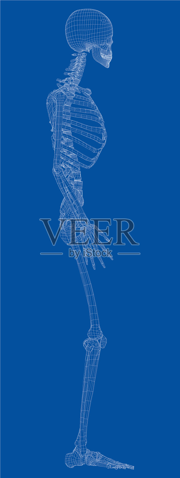 人类骨骼插画图片素材