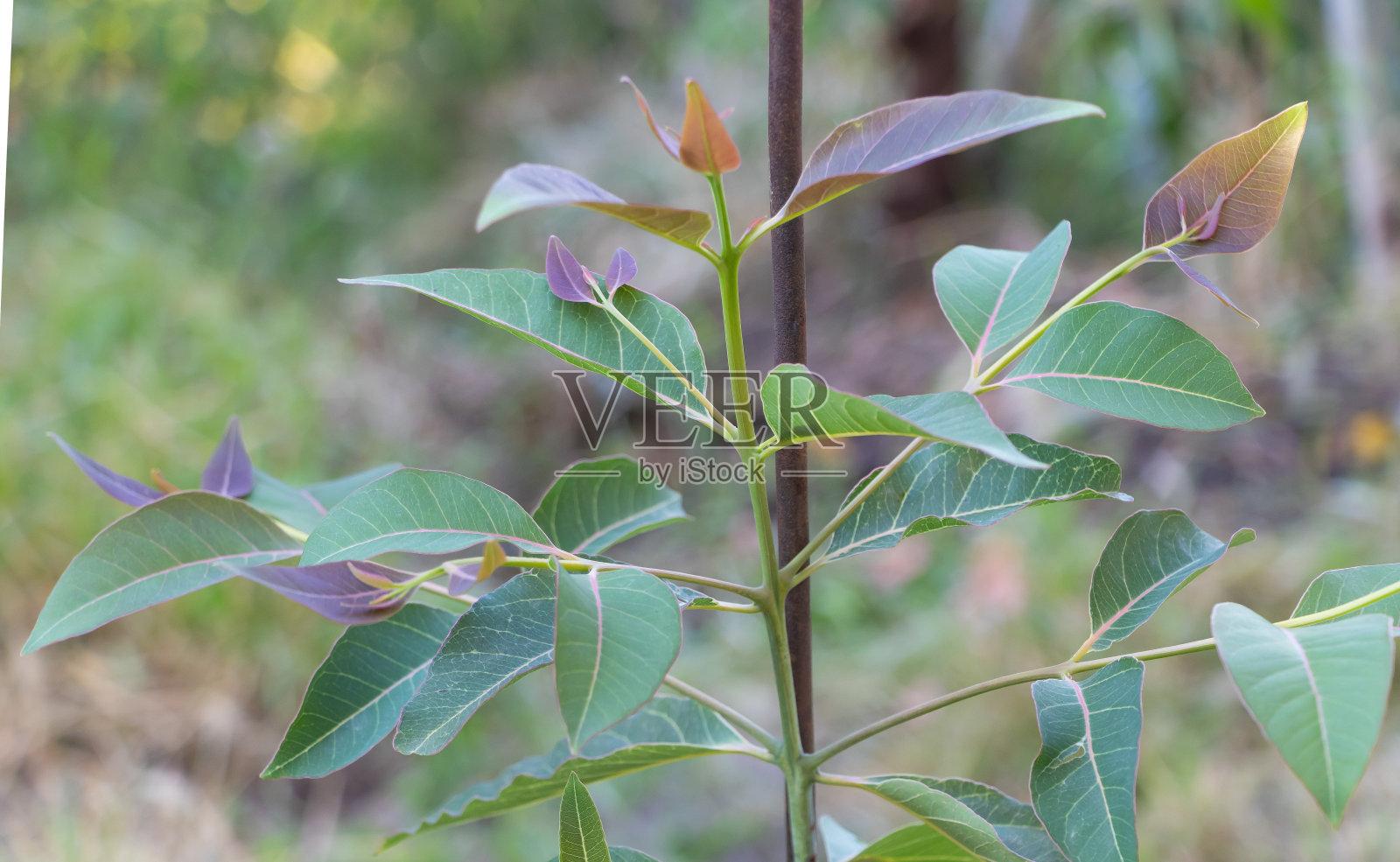 盆栽桉树与美丽的叶子混合红色。种植桉树的概念照片摄影图片
