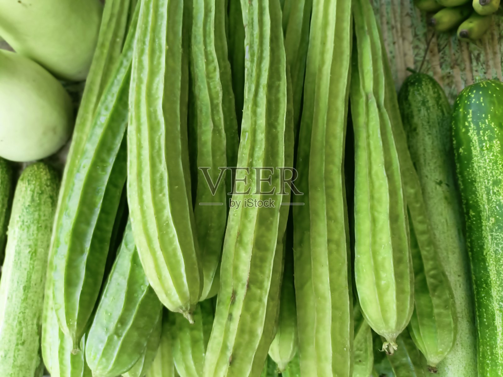 刺丝瓜是商业种植的，因为它的未成熟的水果作为蔬菜照片摄影图片