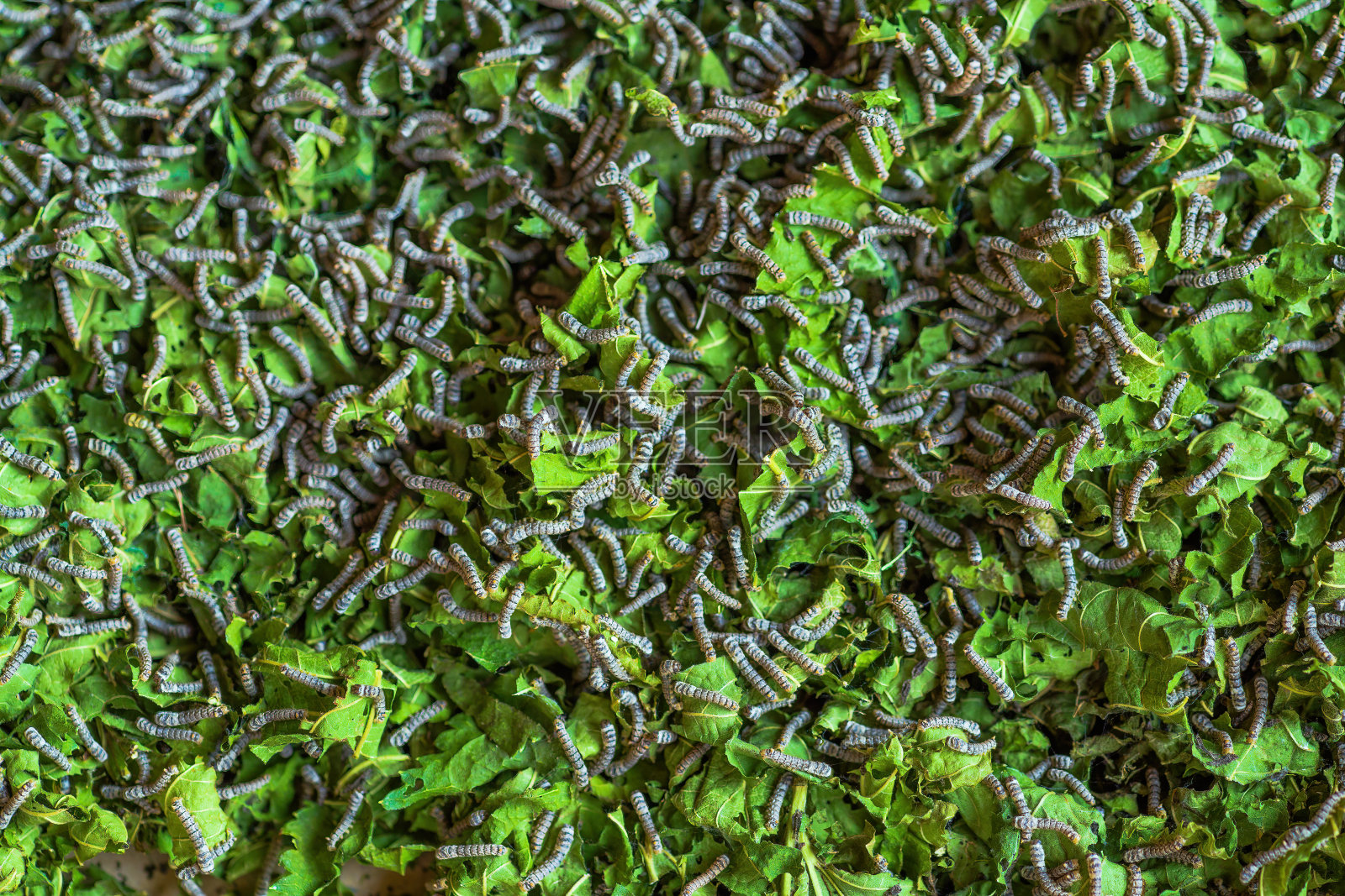 一只蚕正在吃桑叶。照片摄影图片