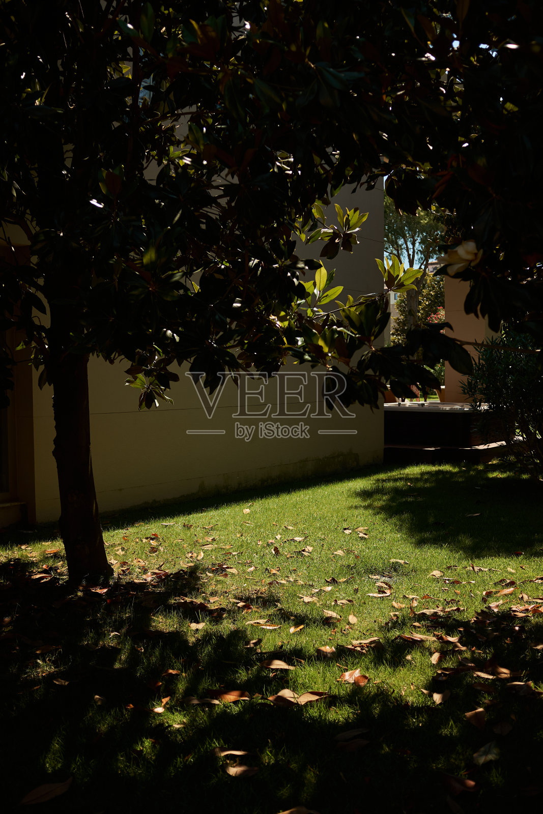 绿色草地上的干木兰叶照片摄影图片