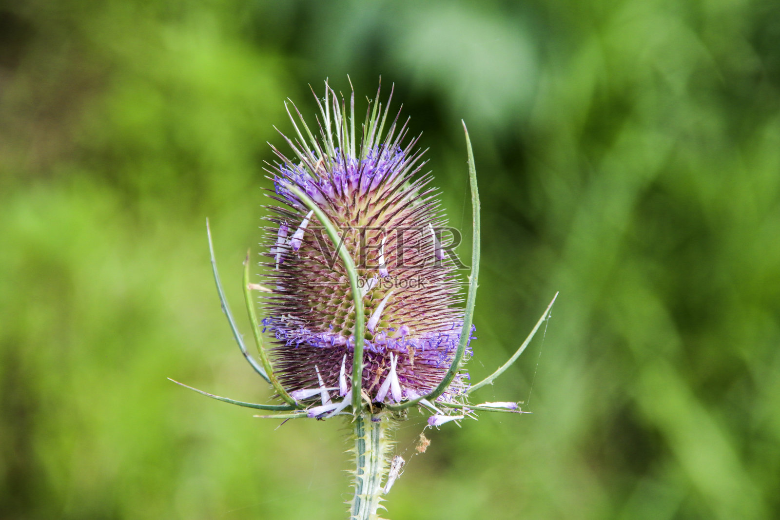 路边的野生续断花的头状花序照片摄影图片