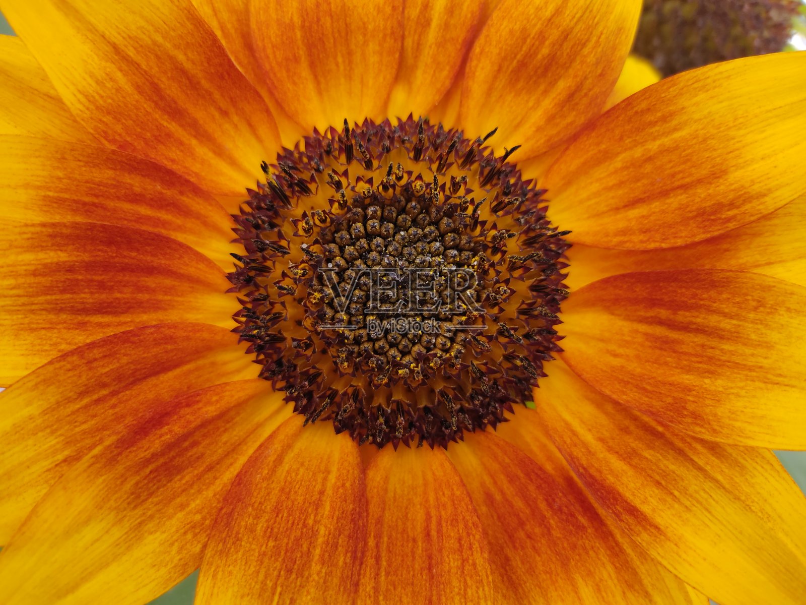 向日葵近距离照片摄影图片