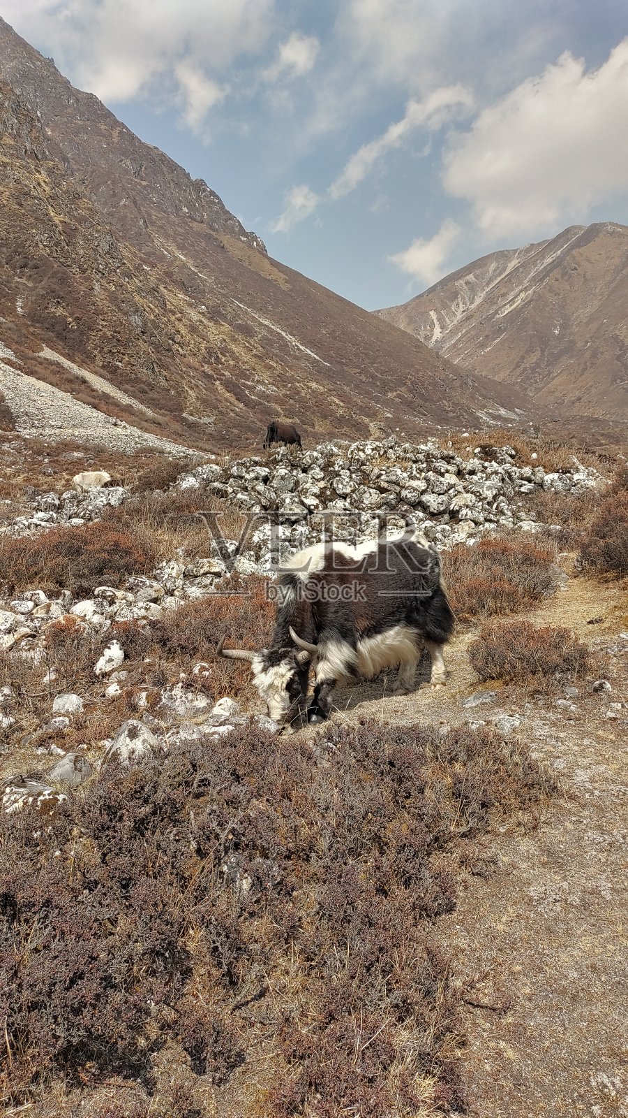 尼泊尔Langtang公园的一头牦牛照片摄影图片