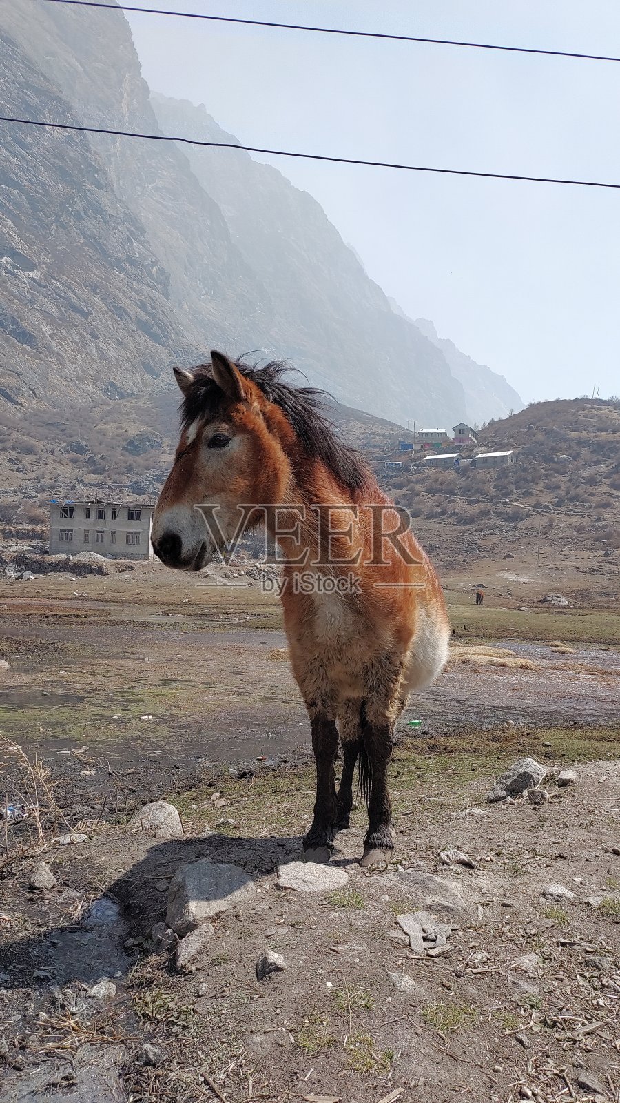尼泊尔Langtang公园的一匹马照片摄影图片