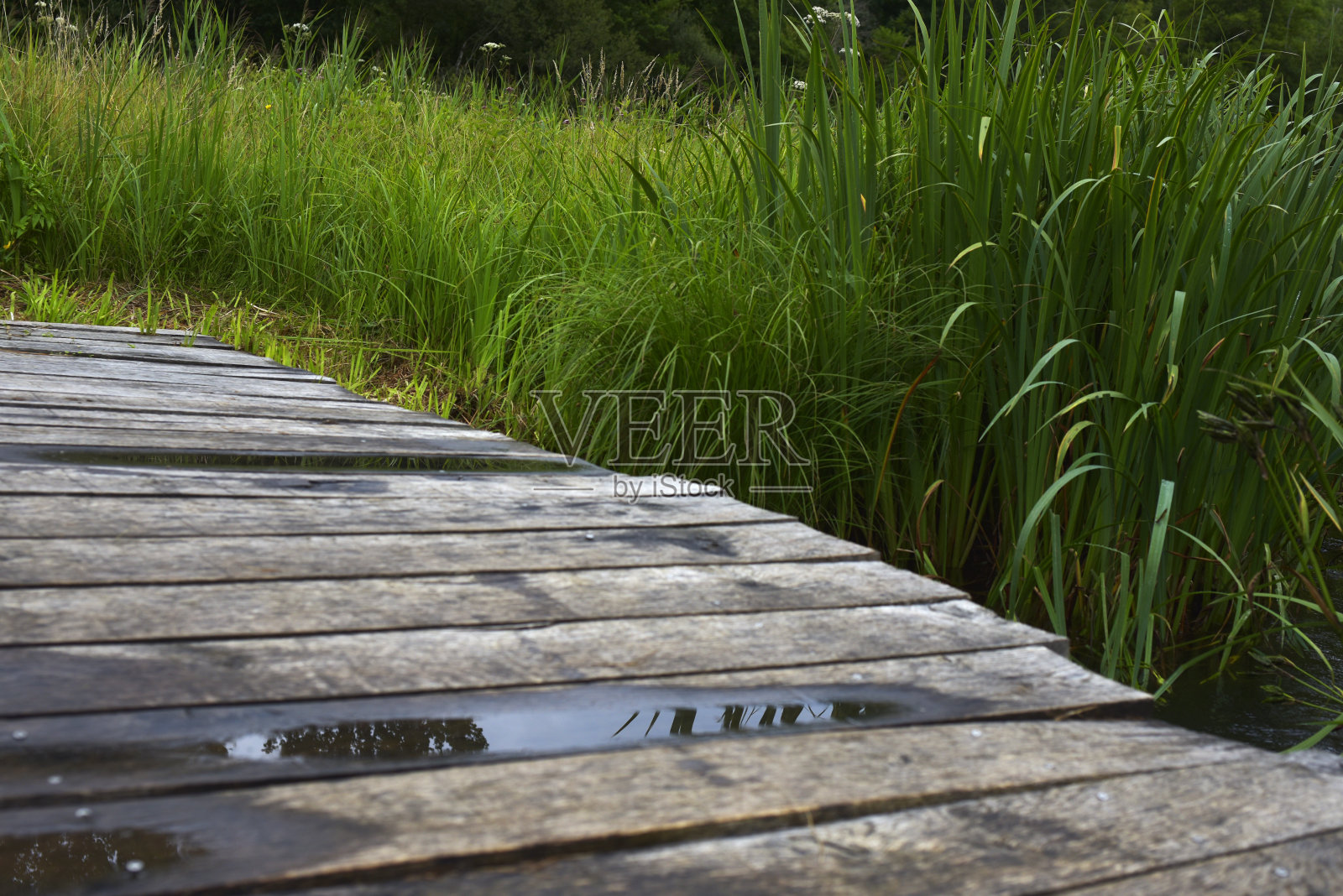 水坑木桥照片摄影图片