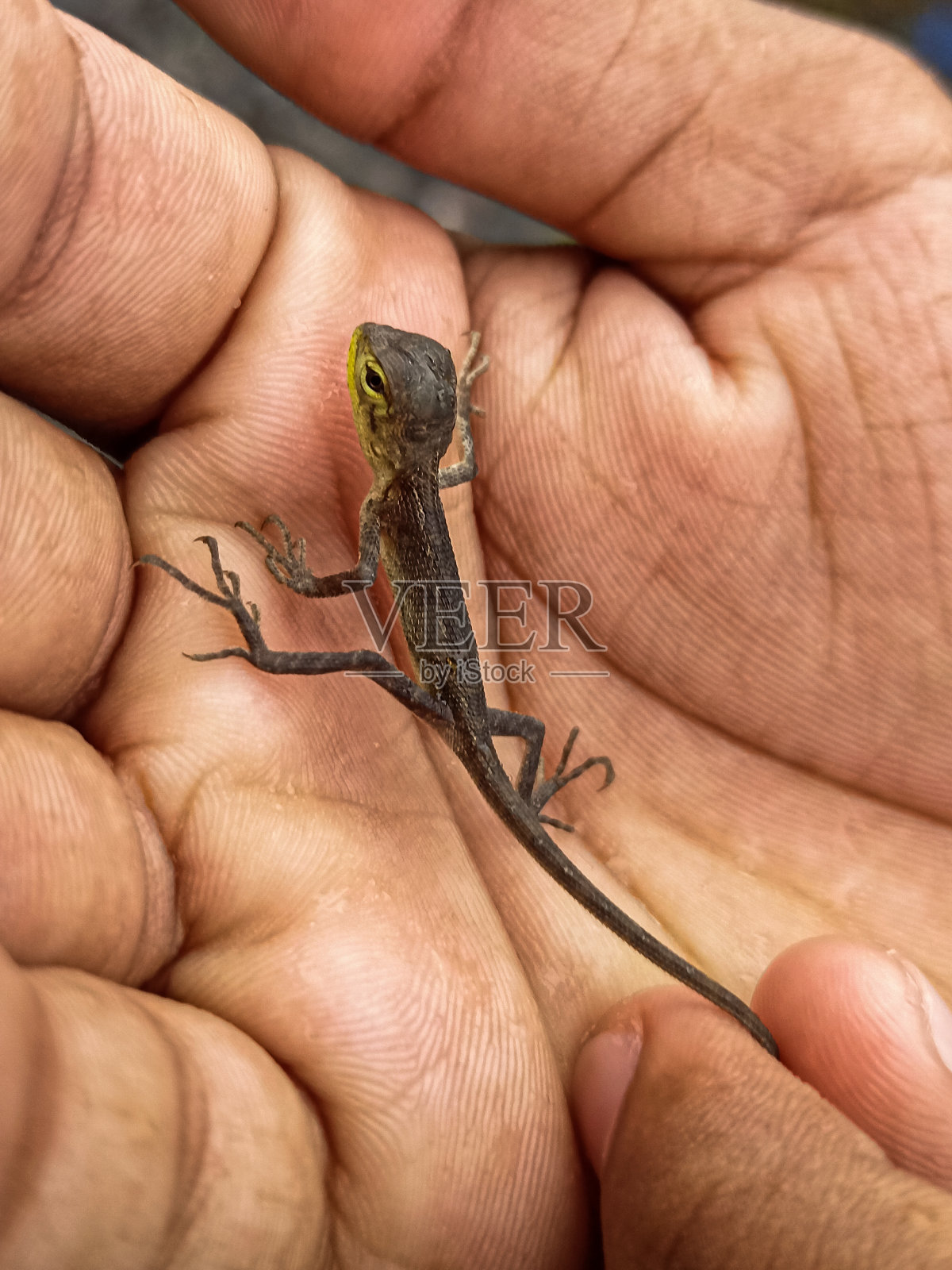 爬行动物照片摄影图片