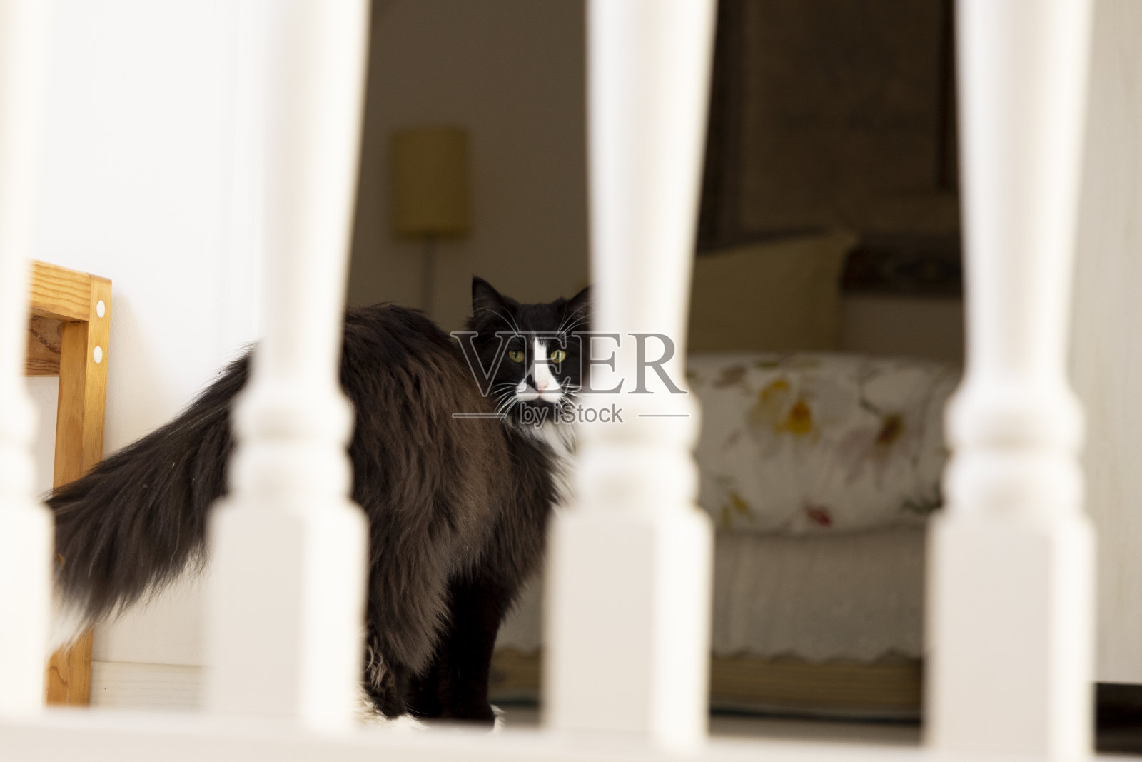 黑色和白色的挪威森林猫内部照片摄影图片