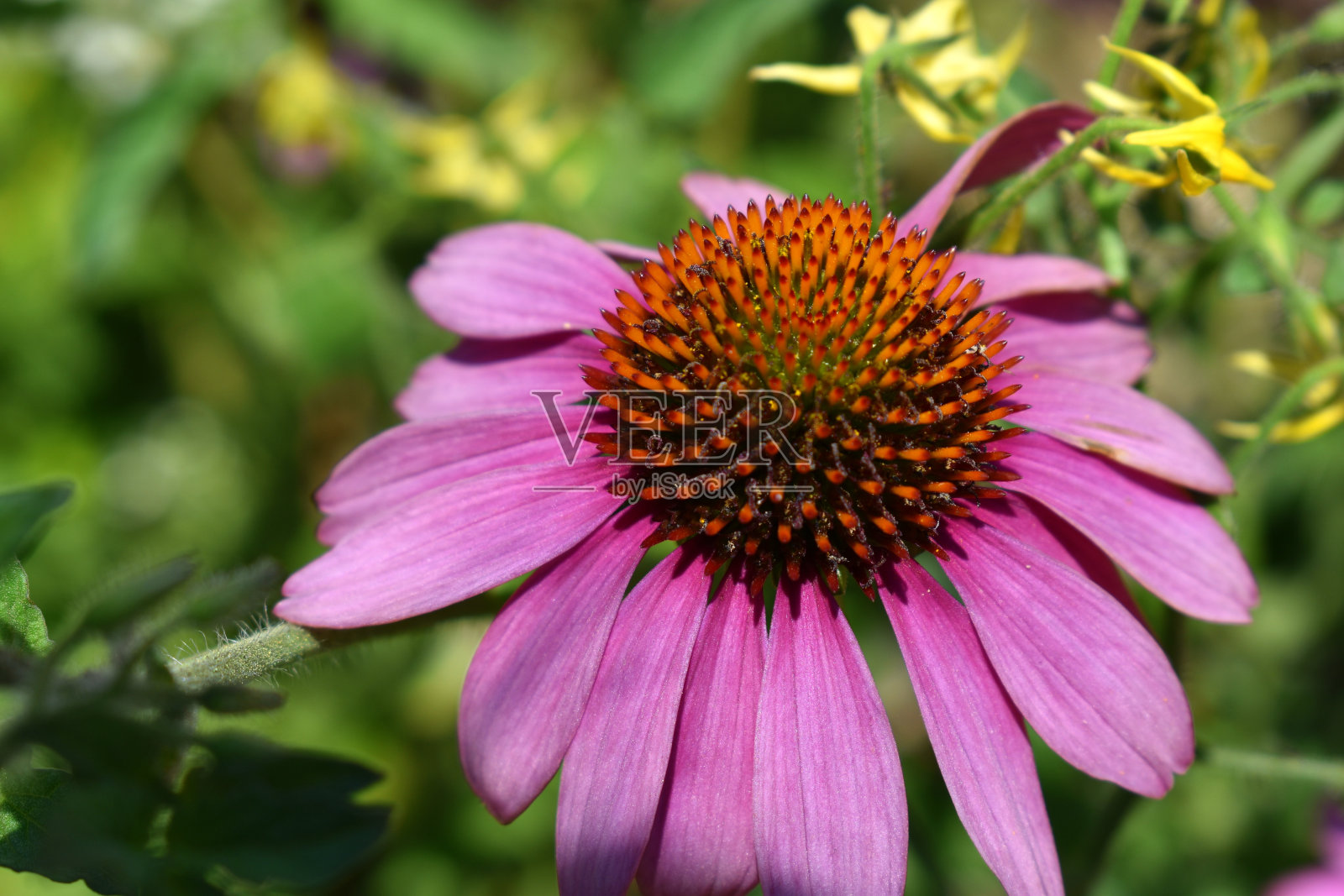 粉红色的紫锥菊几乎从上面照片摄影图片