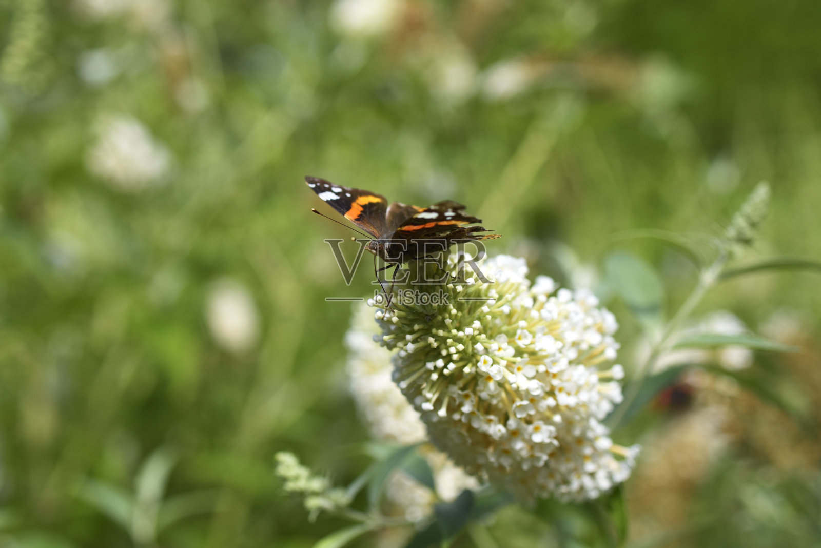 蝴蝶在白色丁香上照片摄影图片
