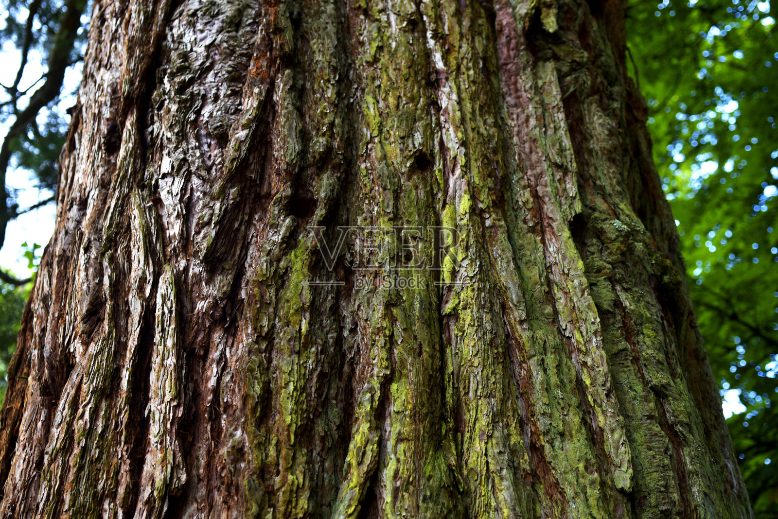 树干红木树照片摄影图片