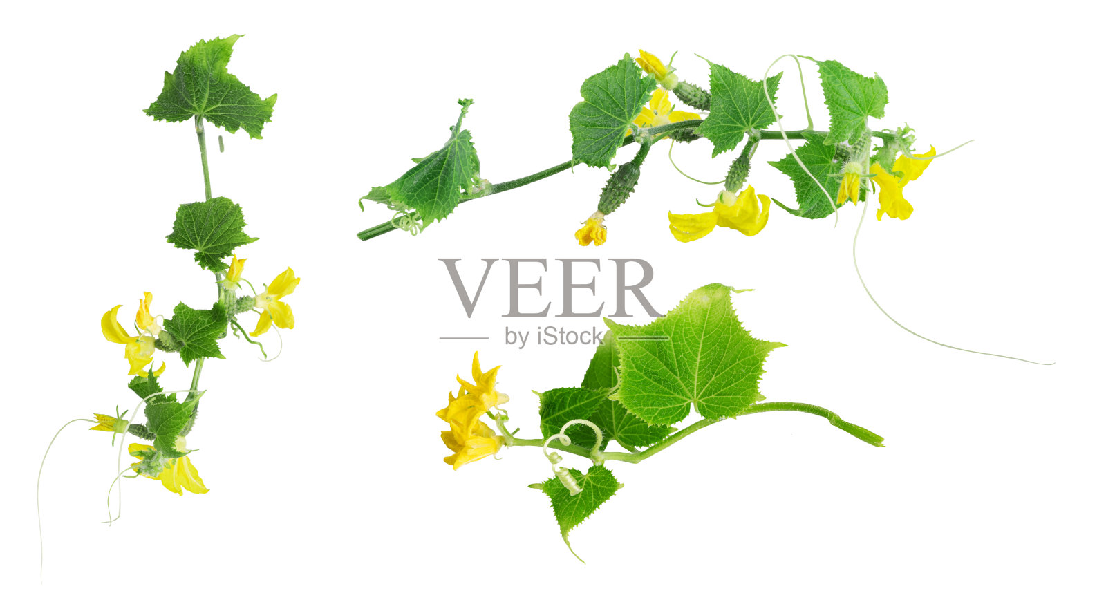 新鲜的小黄瓜叶，新鲜的小黄瓜(小黄瓜)黄瓜花，孤立在白色的背景上照片摄影图片